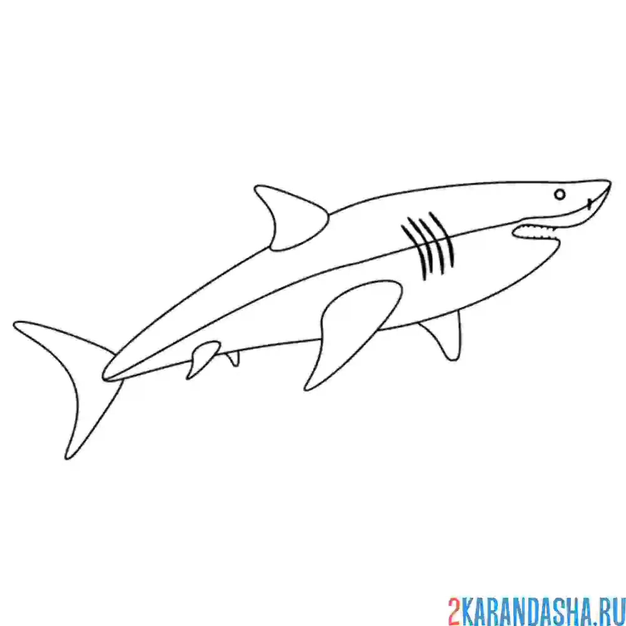 Раскраска белая акула
