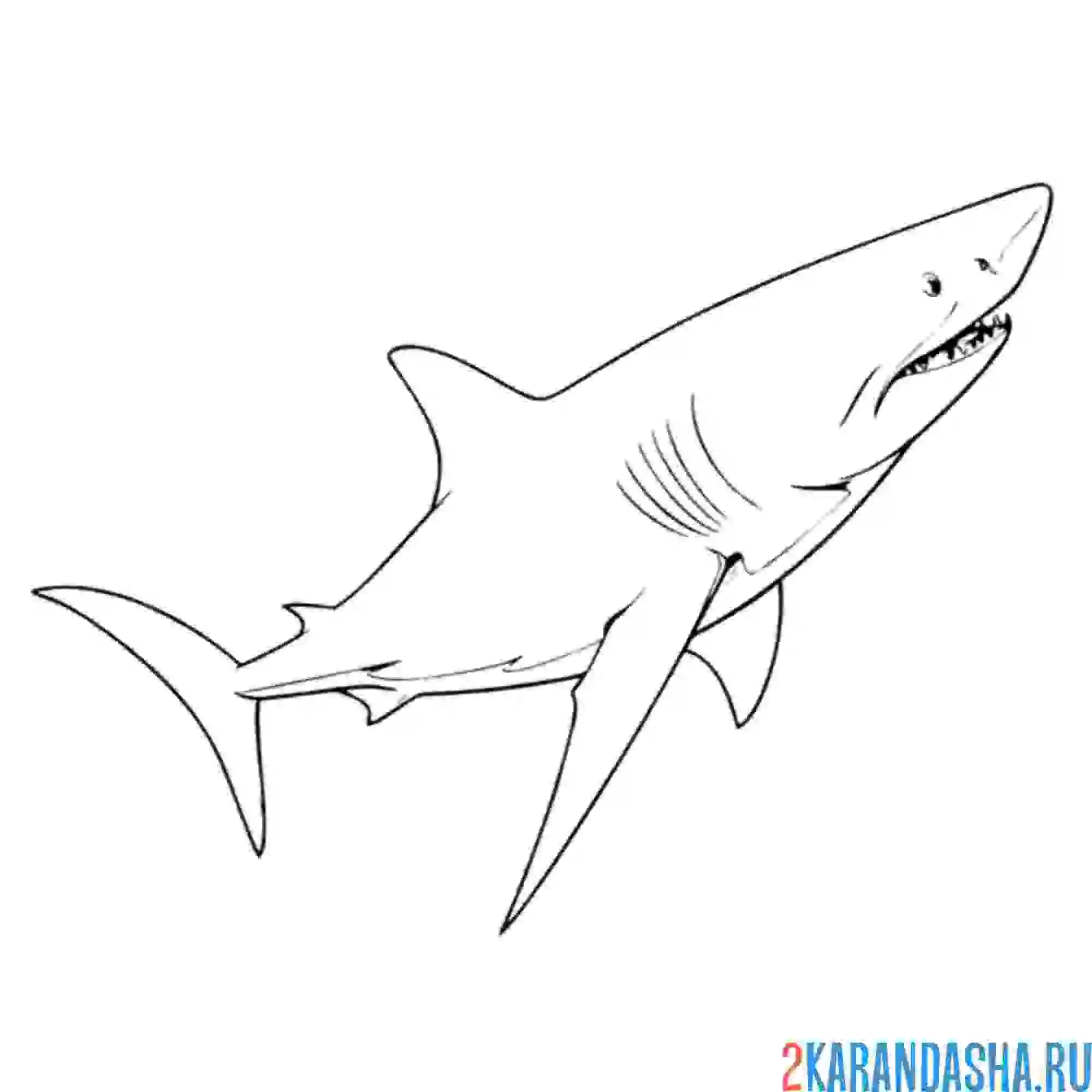 Раскраска опасная белая акула