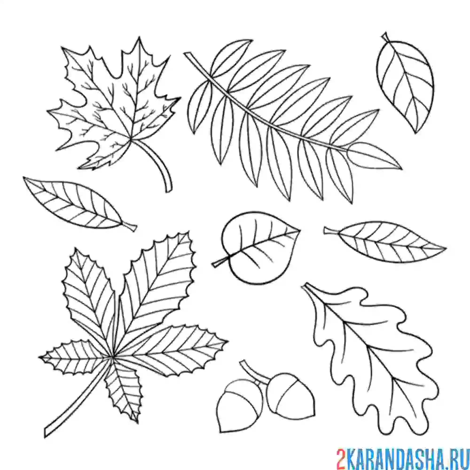 Раскраска осенняя листва