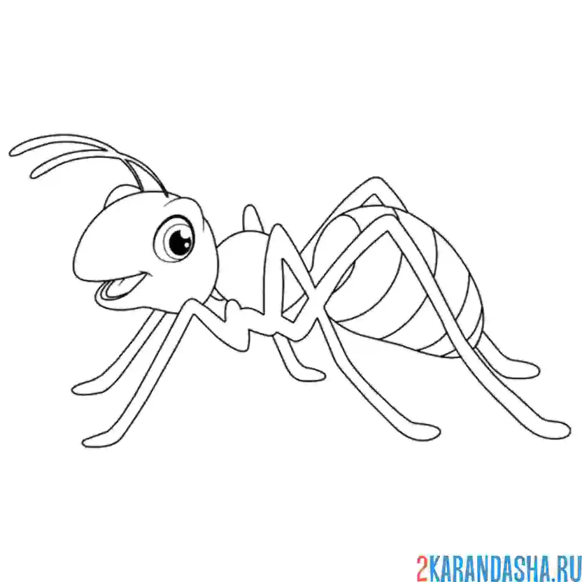 Раскраска муравей полосатый