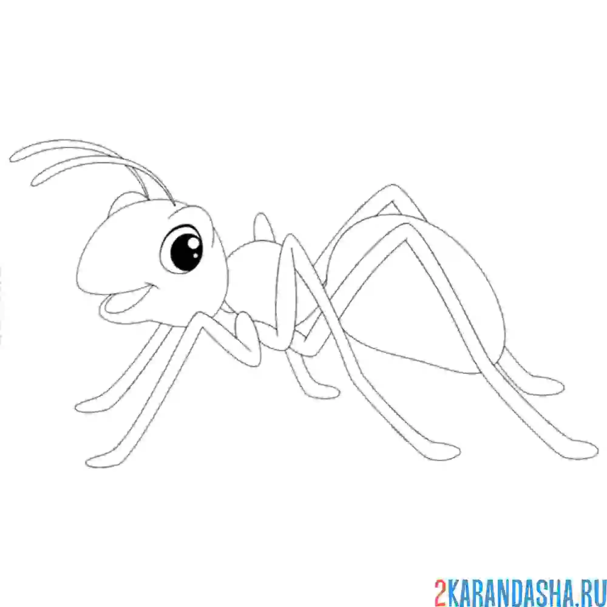 Раскраска муравей без полосок