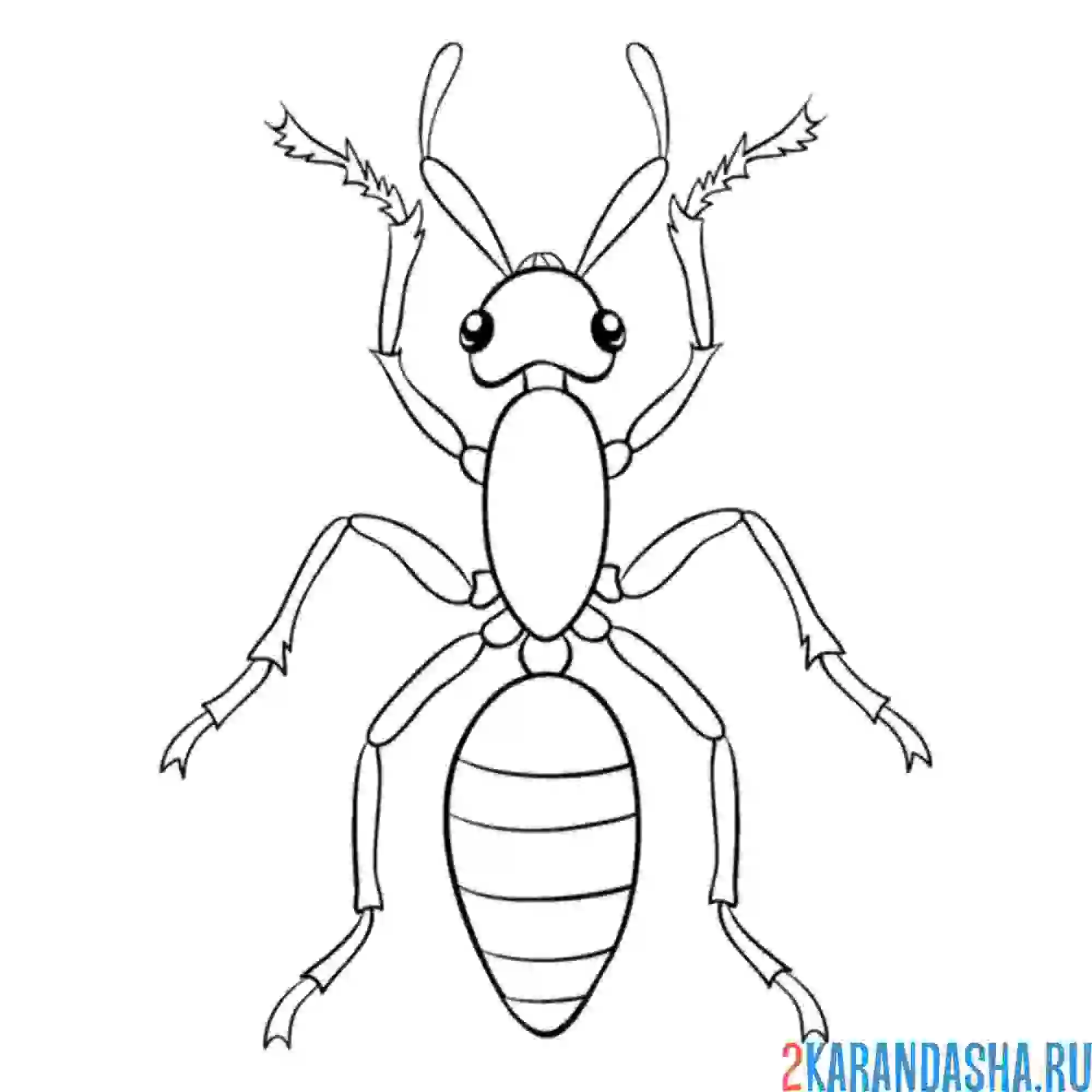 Раскраска муравей вид сверху