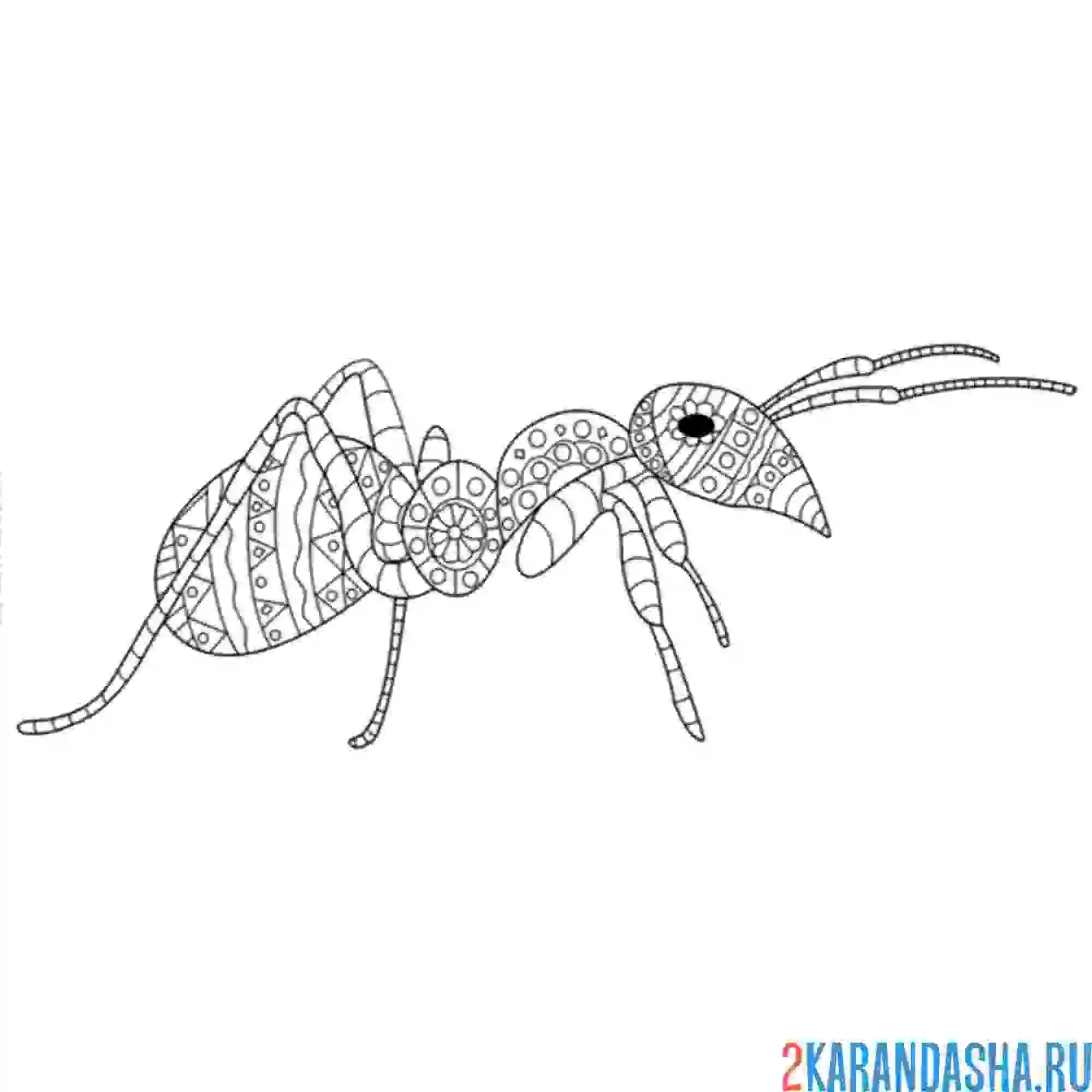 Раскраска муравей антистресс