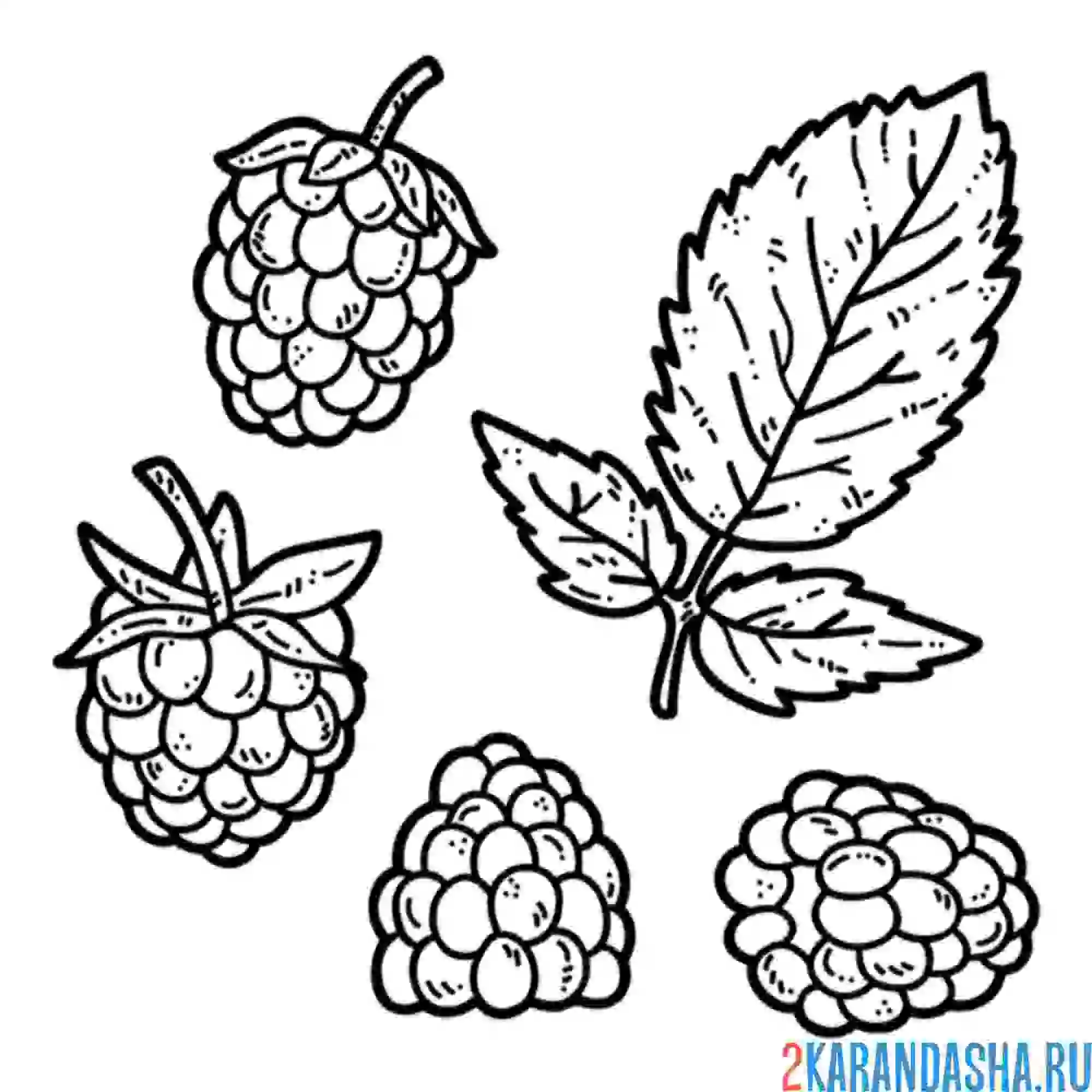 Раскраска малина разная