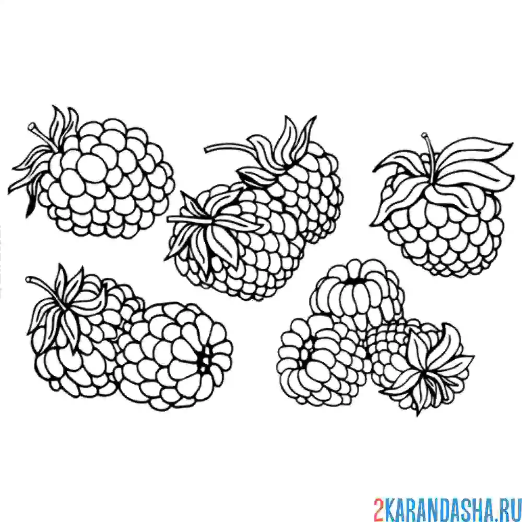 Раскраска малина фото