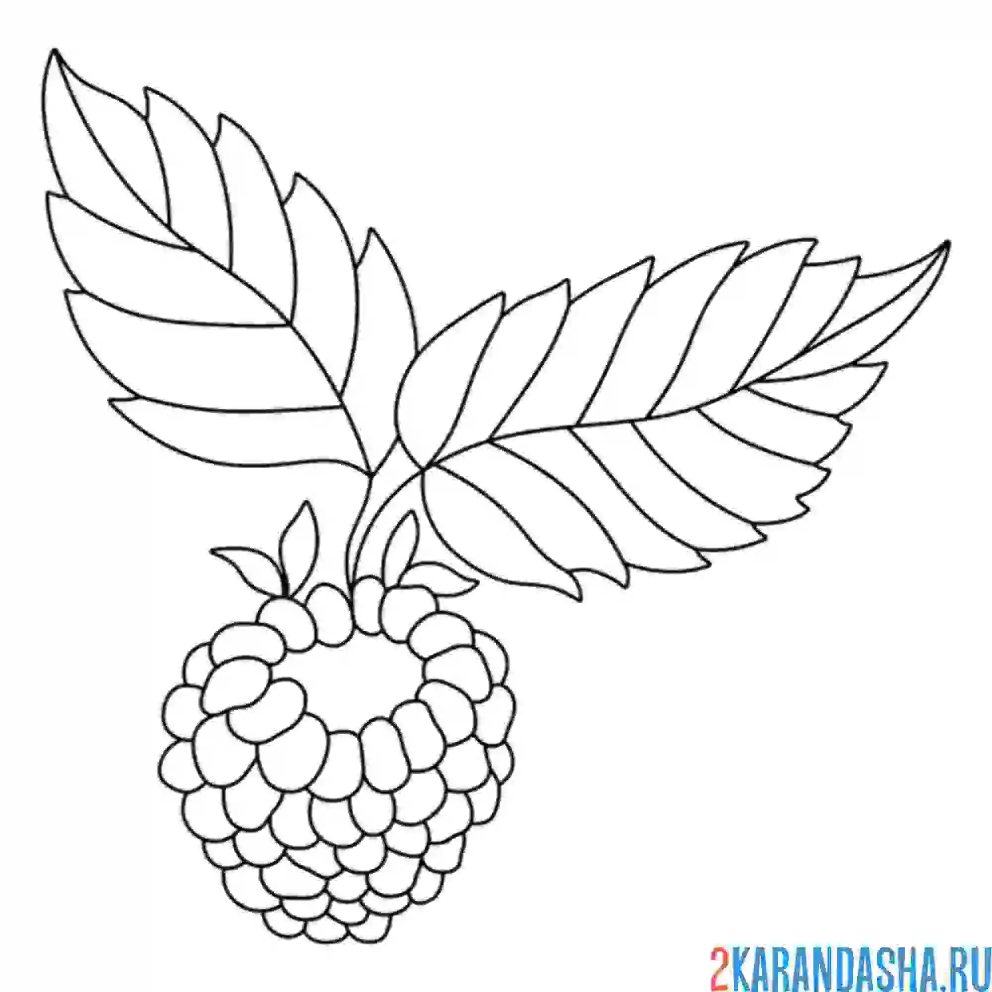 Раскраска малинка на веточке