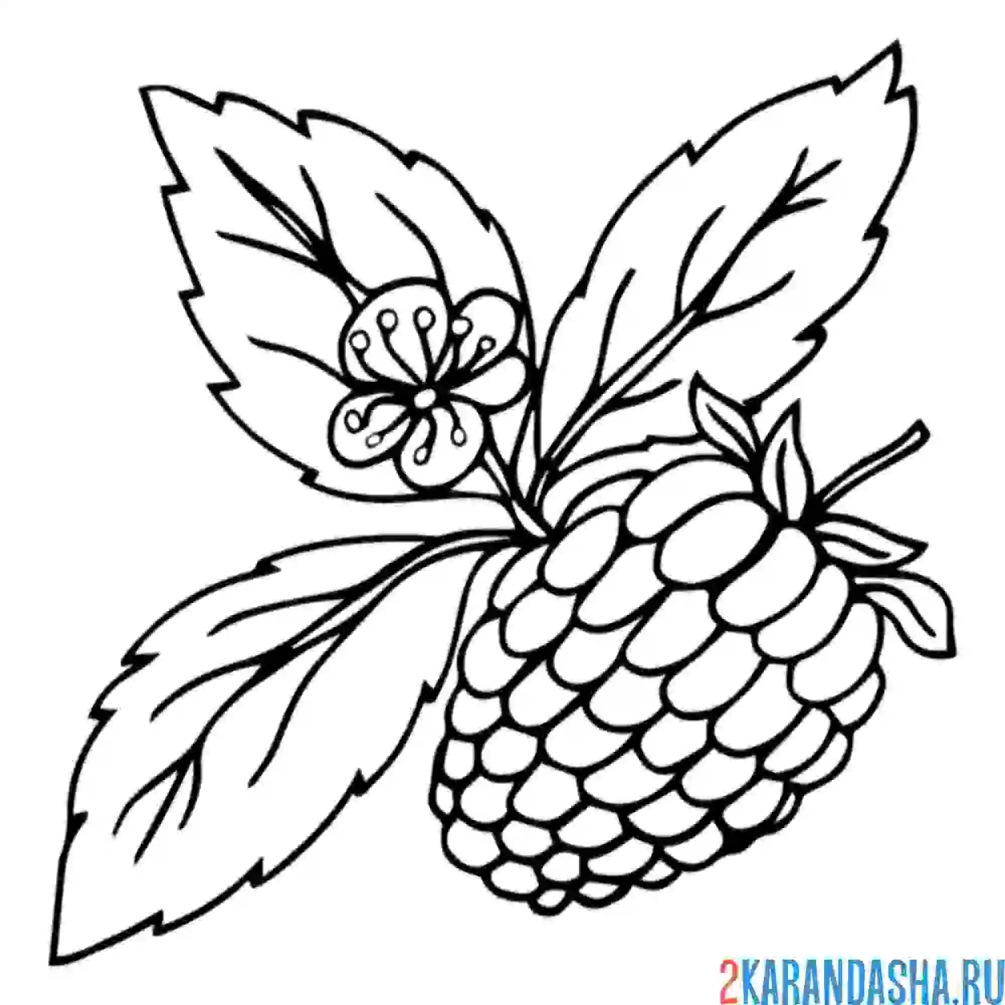 Раскраска малина цветение