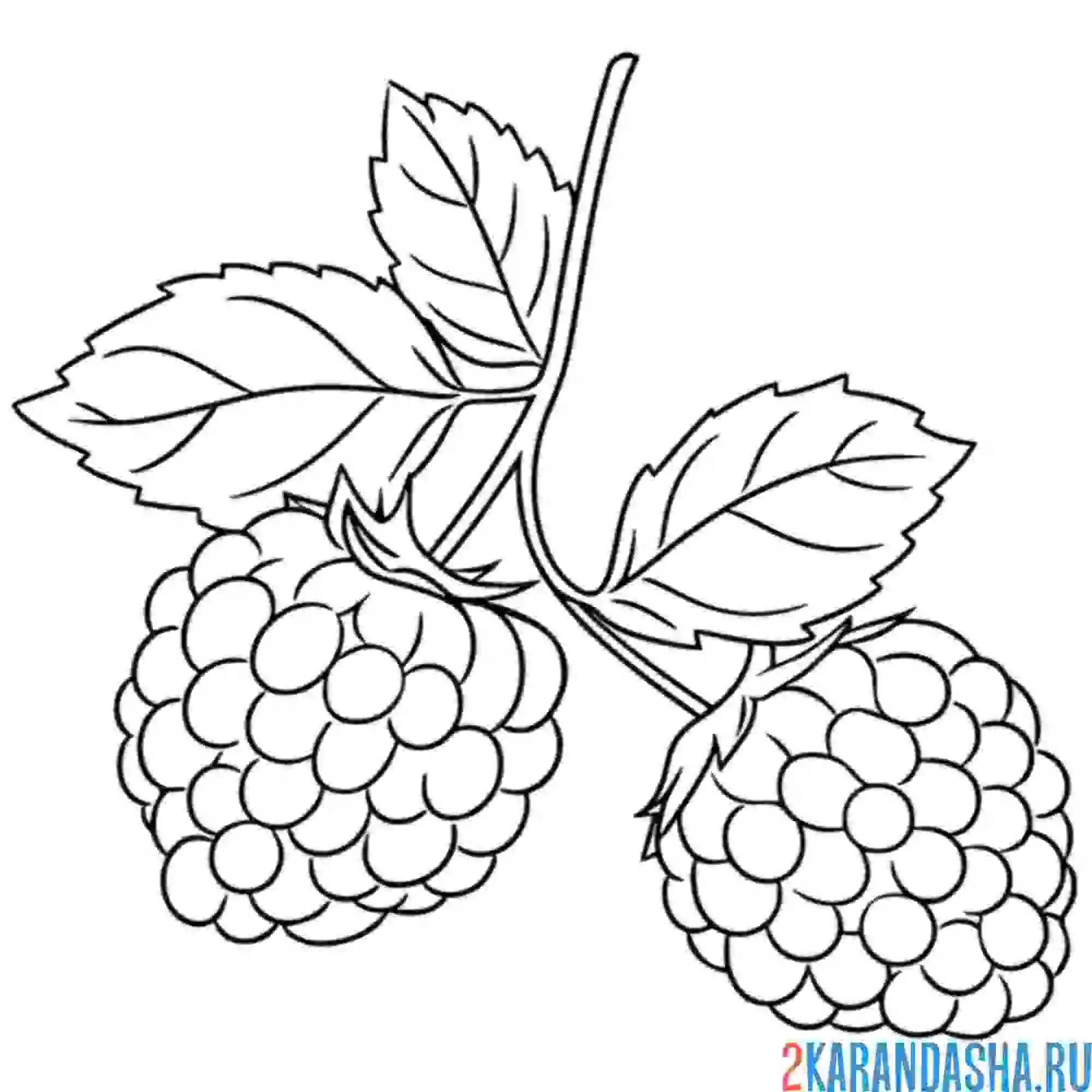 Раскраска малина