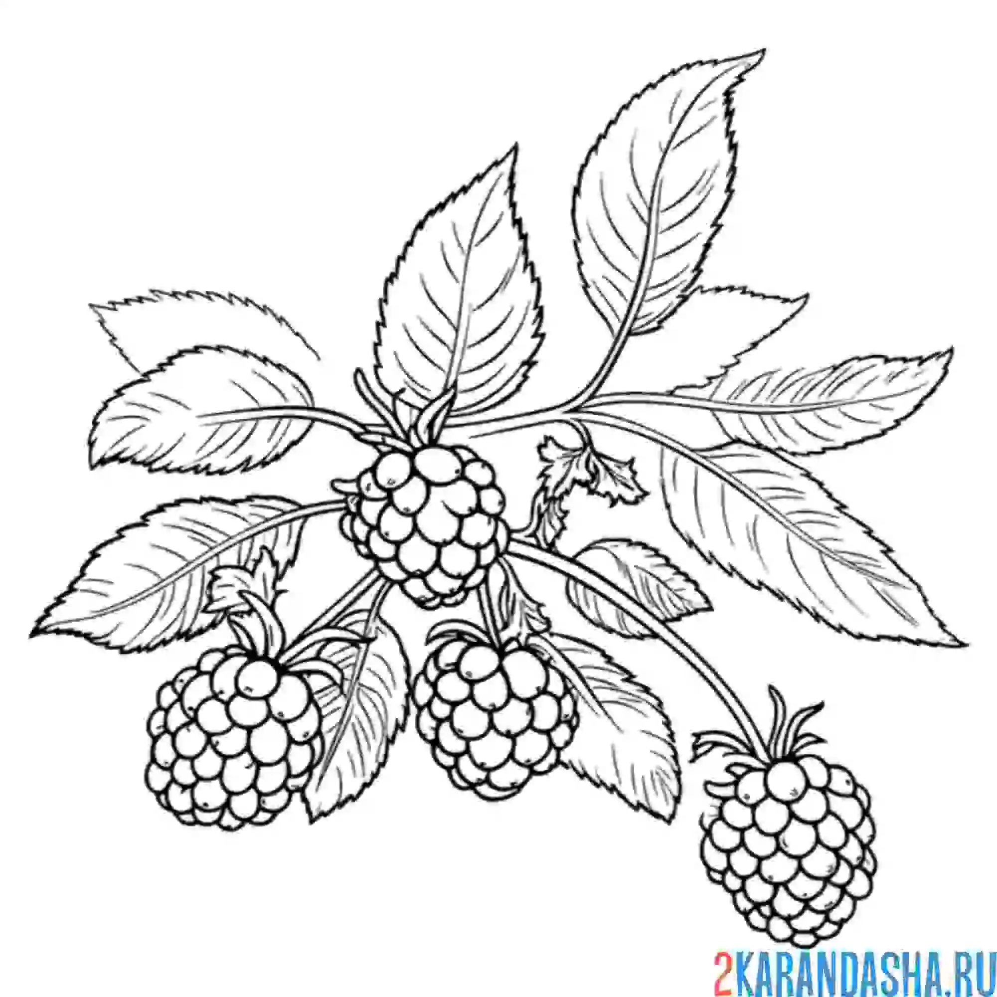 Раскраска много малине на кусте