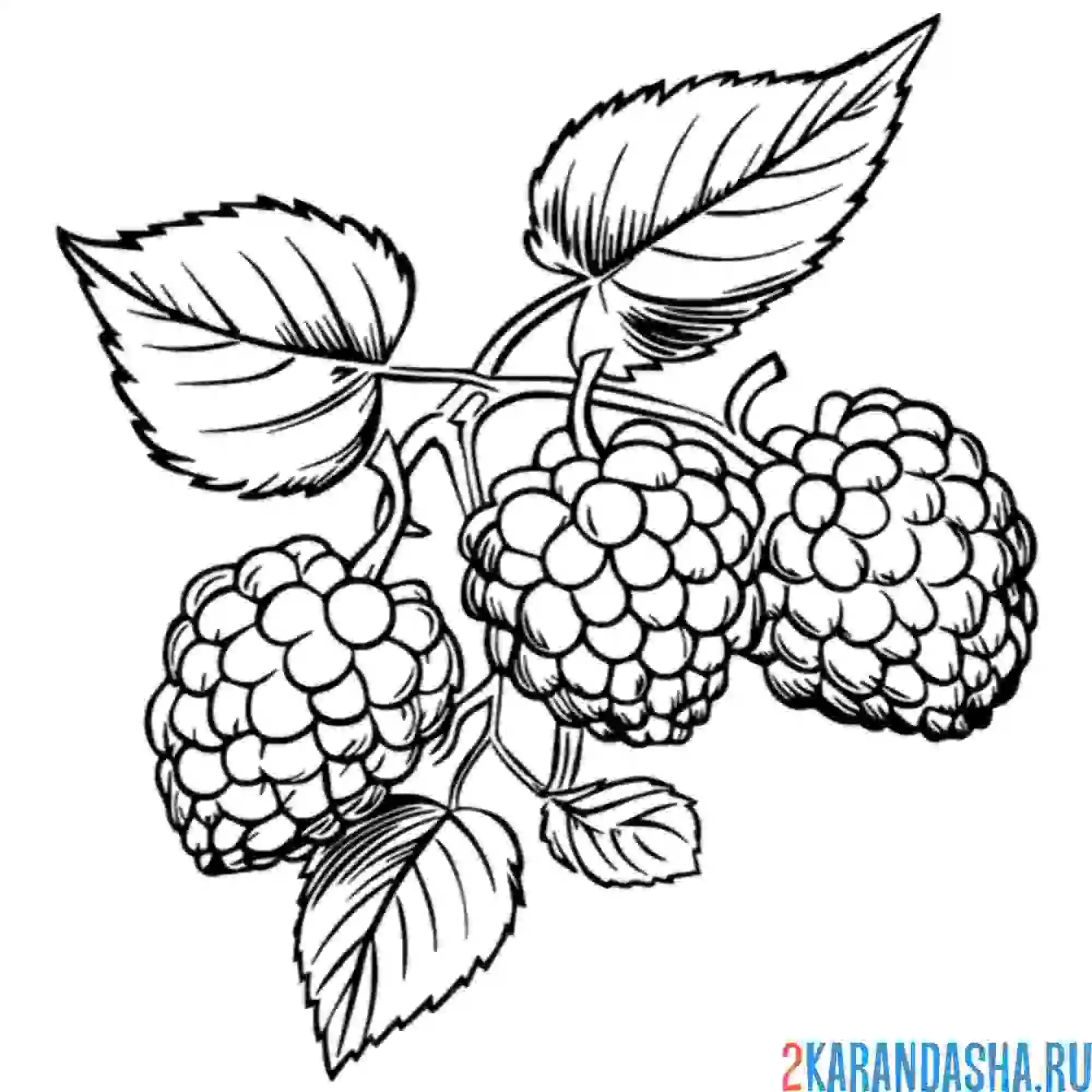 Раскраска крупные ягоды малина