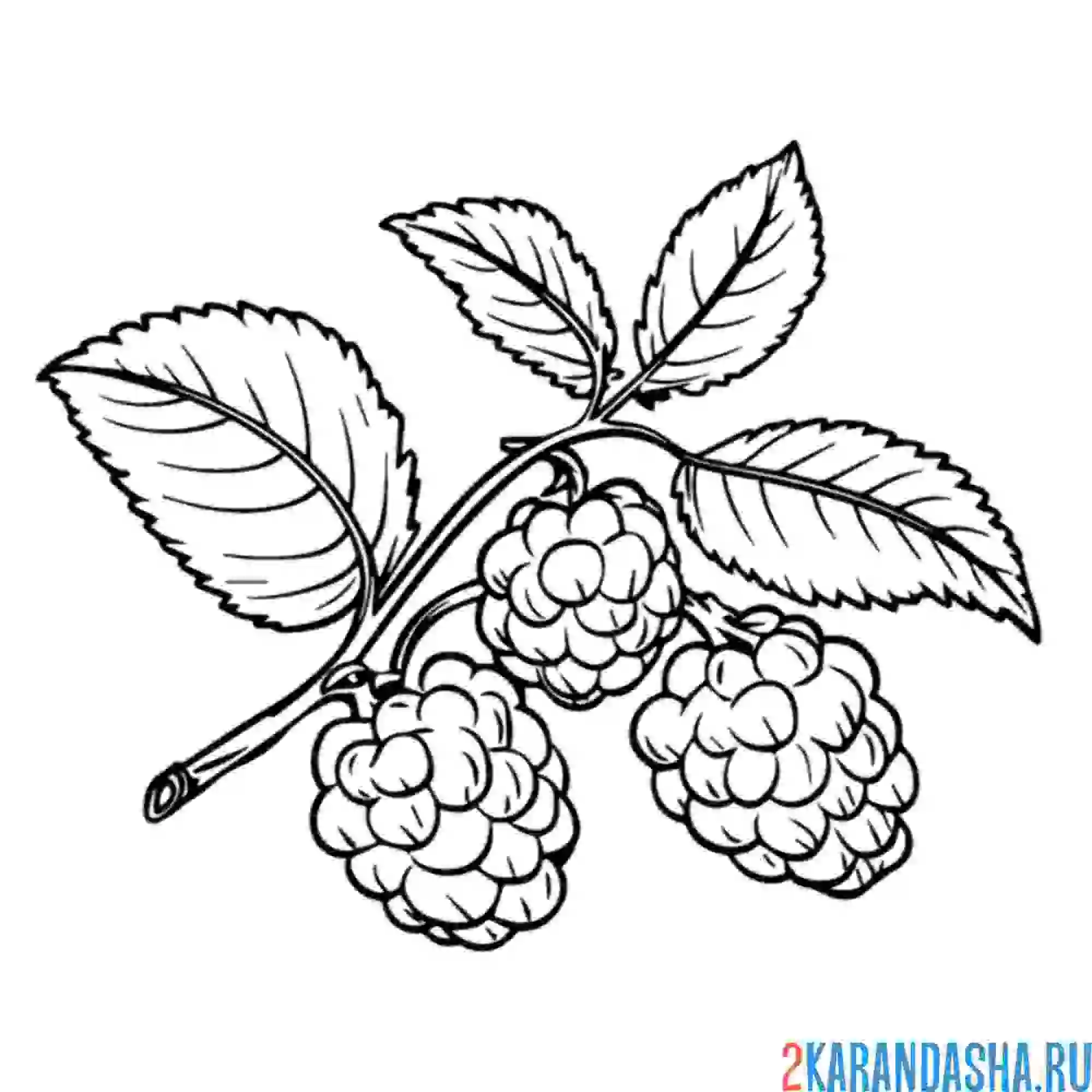 Раскраска малина как настоящая