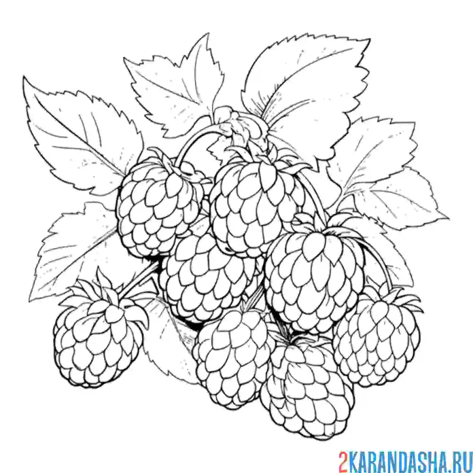 Раскраска много малины на веточке