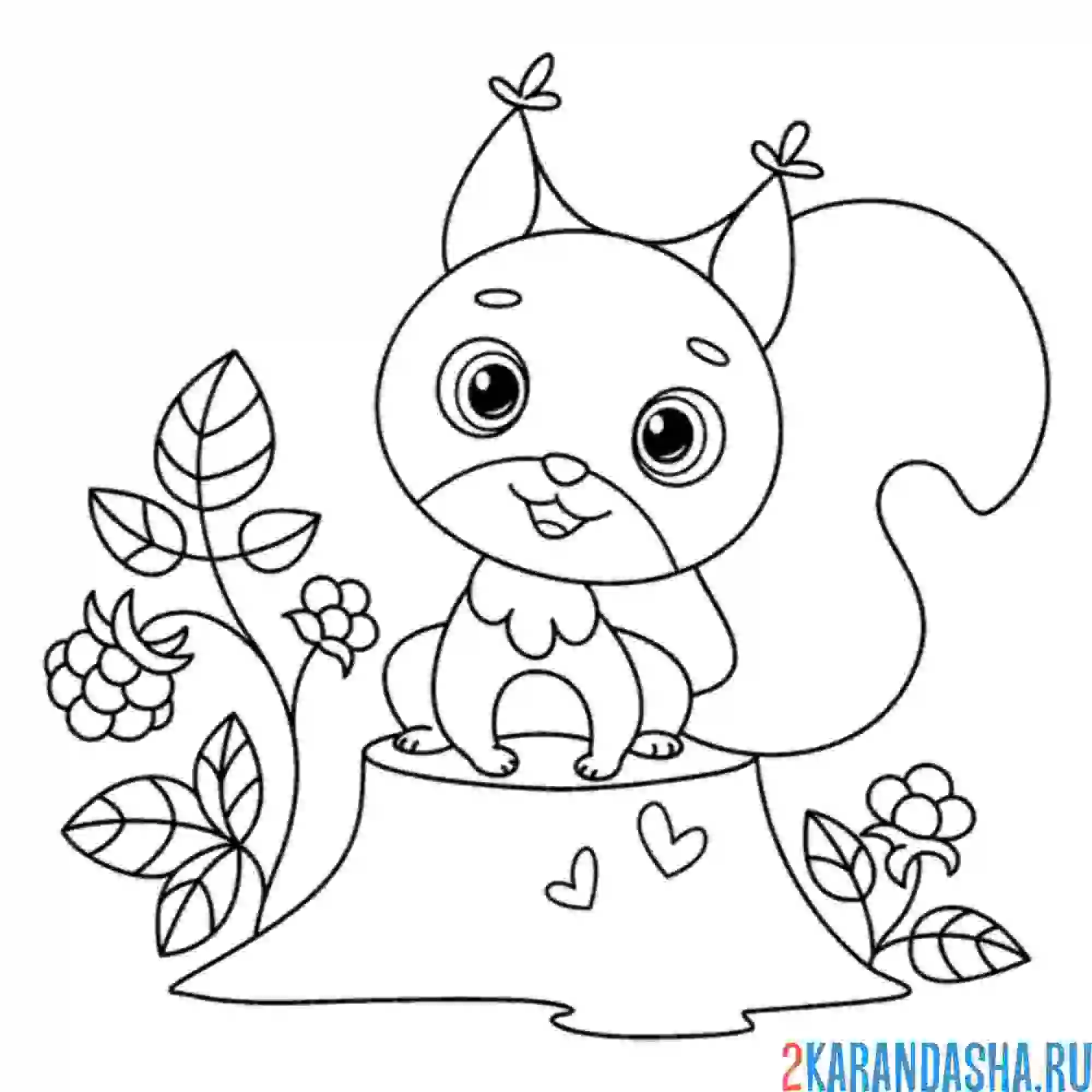 Раскраска белка и малина