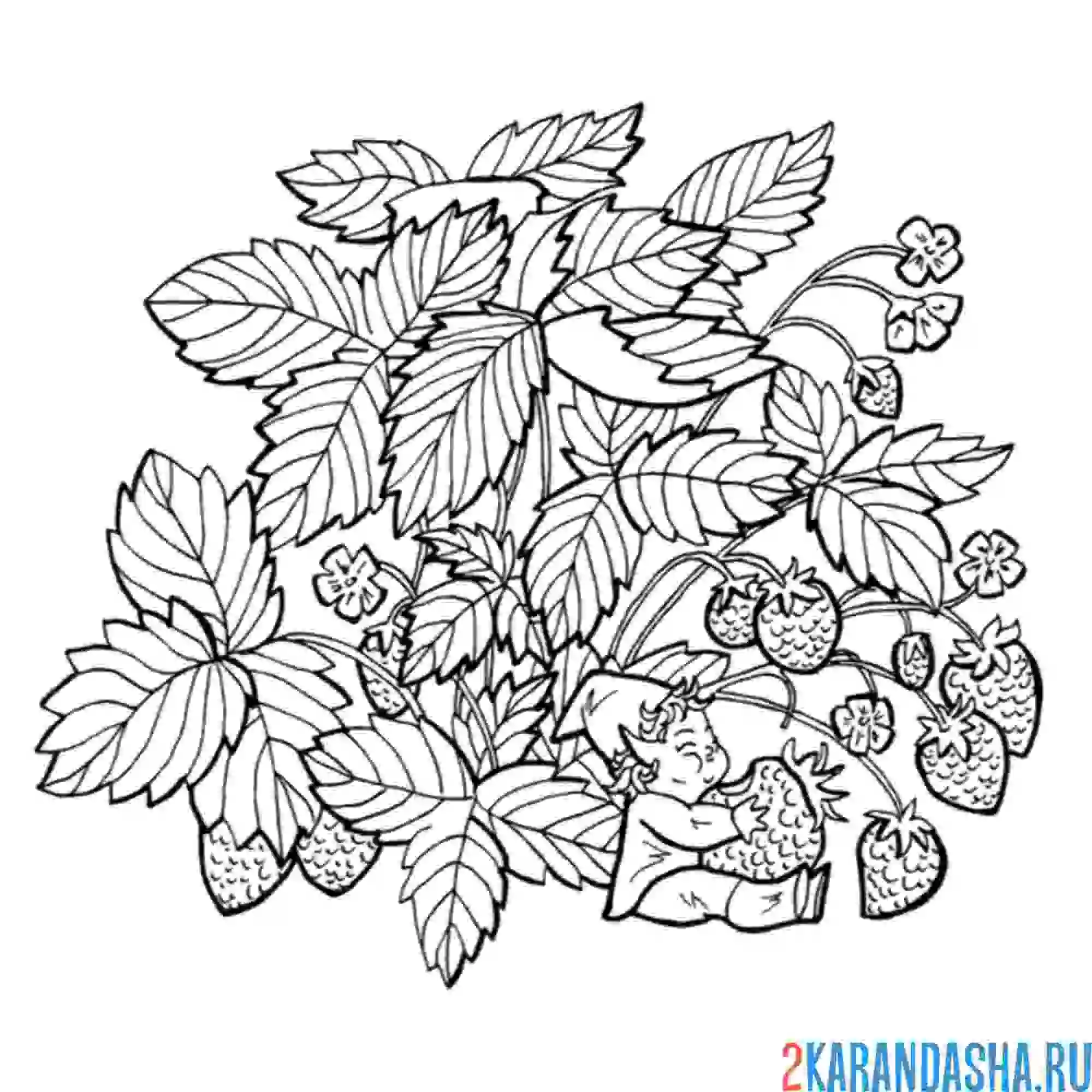 Раскраска куст клубники