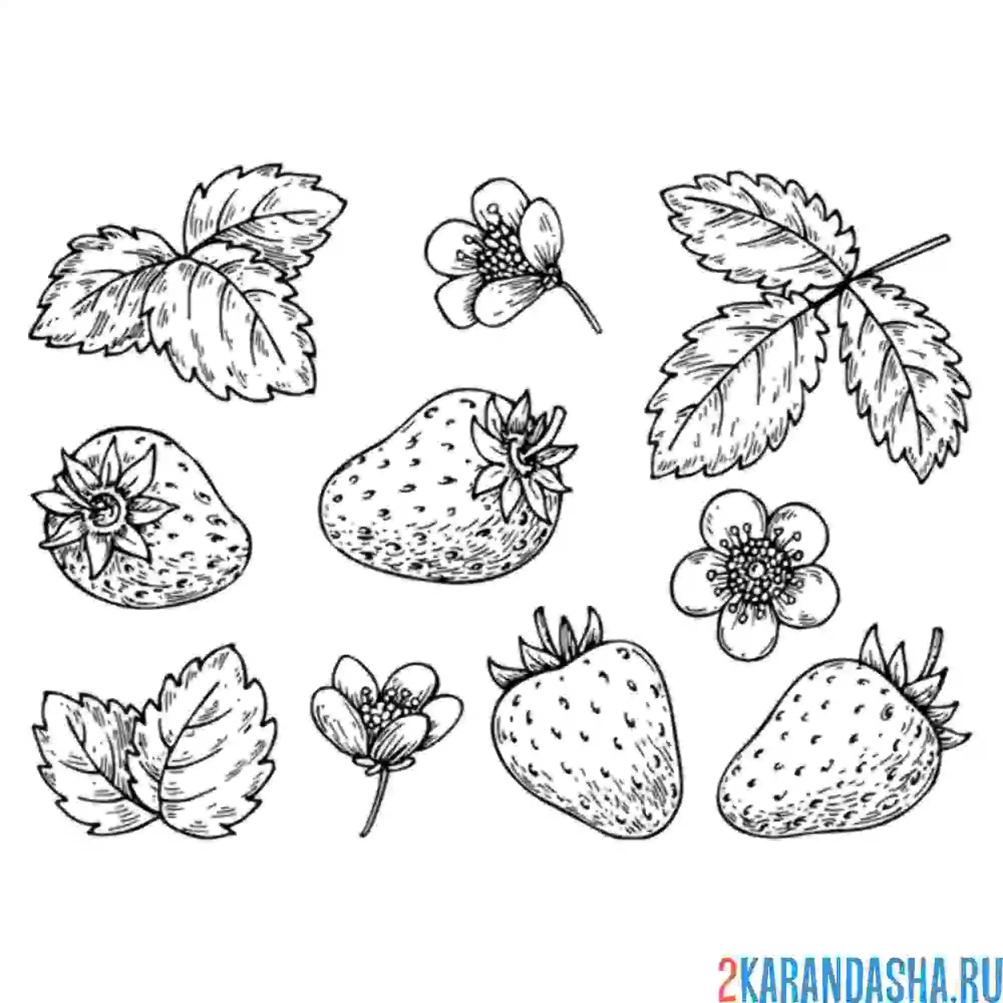 Раскраска россыпь клубники