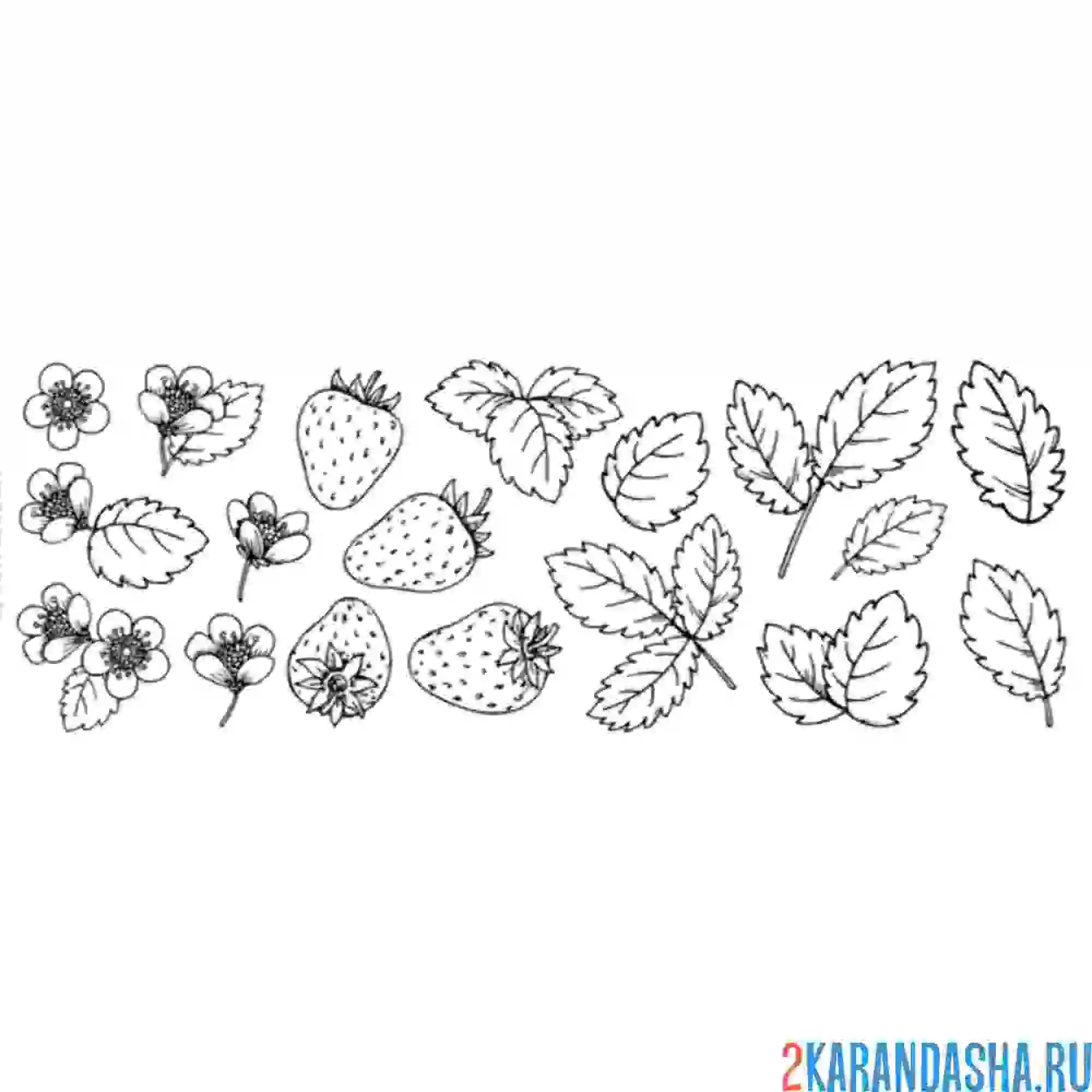Раскраска клубника разбор