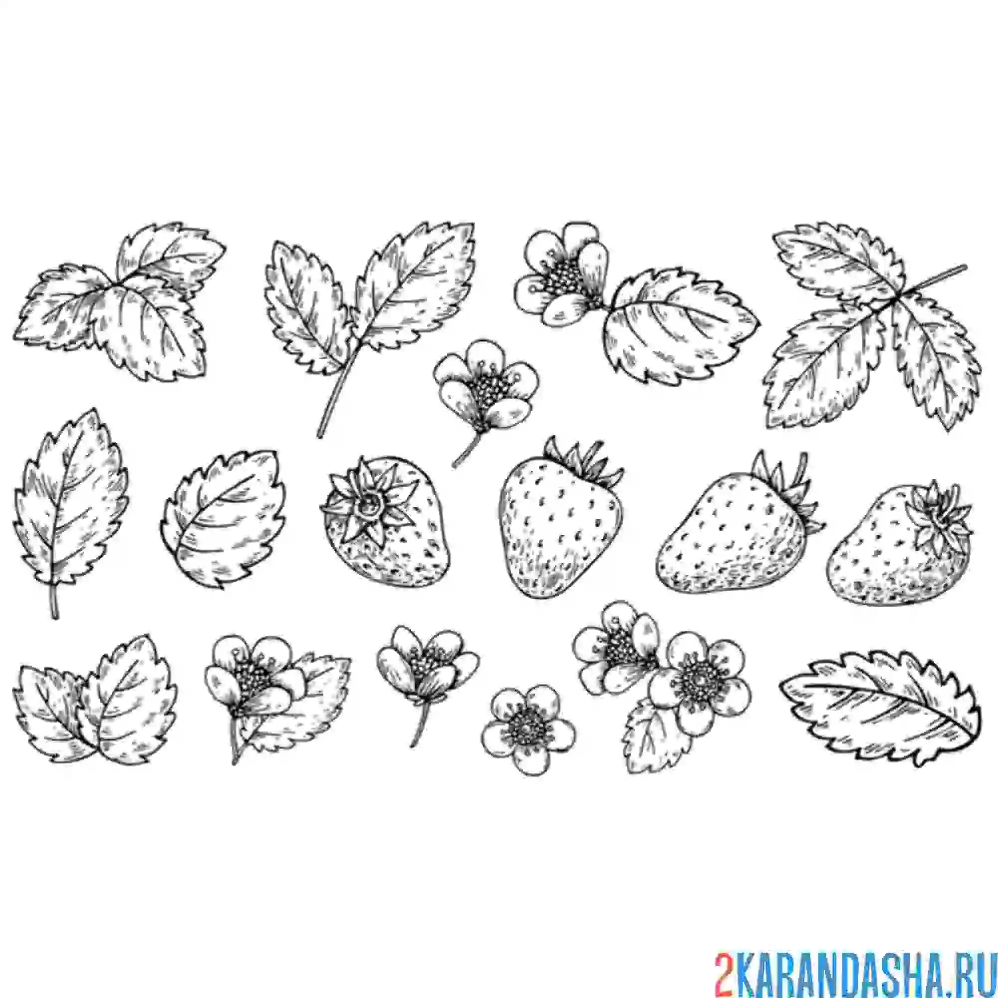 Раскраска клубничные листья
