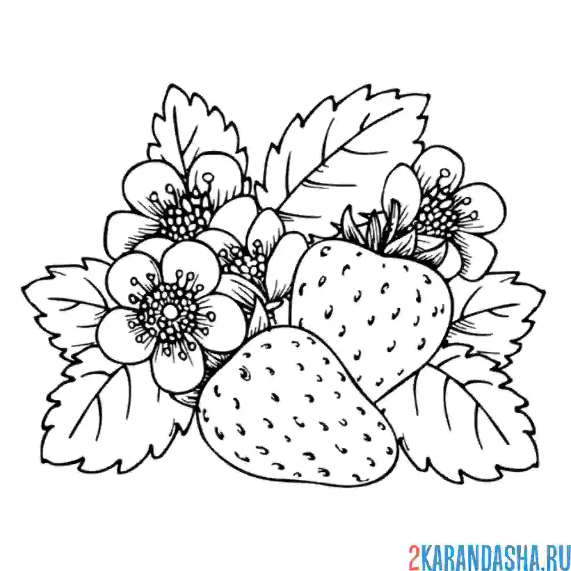 Раскраска цветение клубники