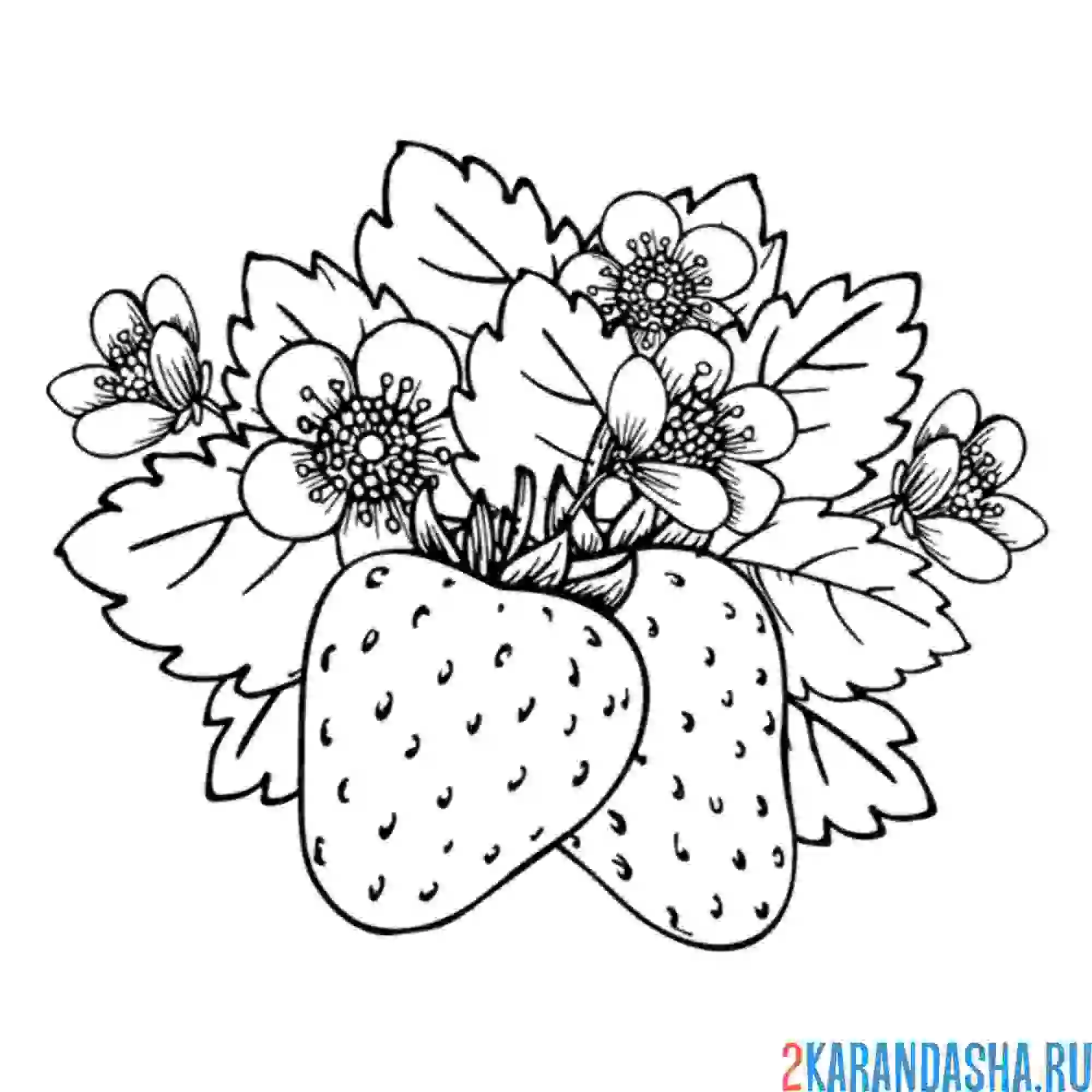 Раскраска клубника в листьях