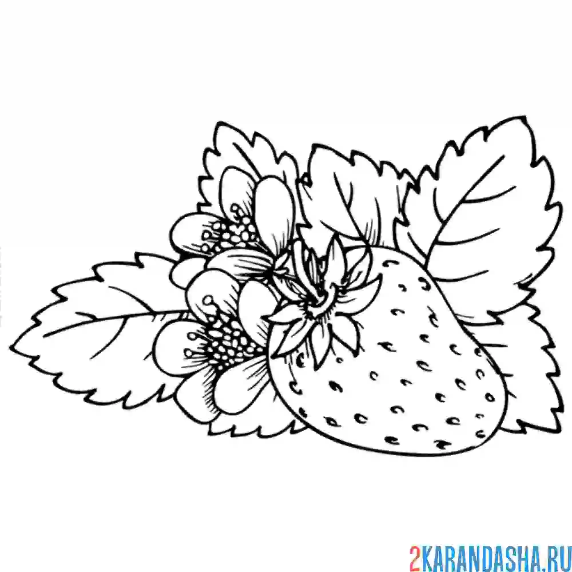 Раскраска клубника на земле
