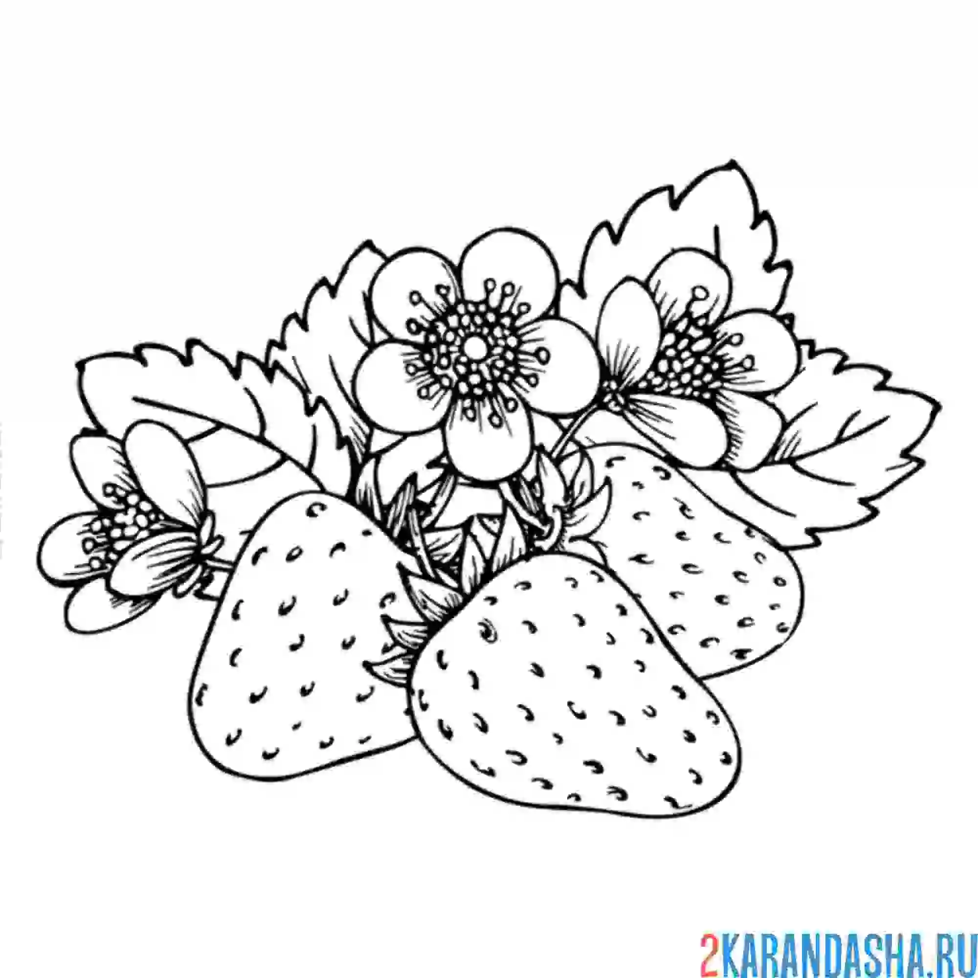 Раскраска летняя клубника