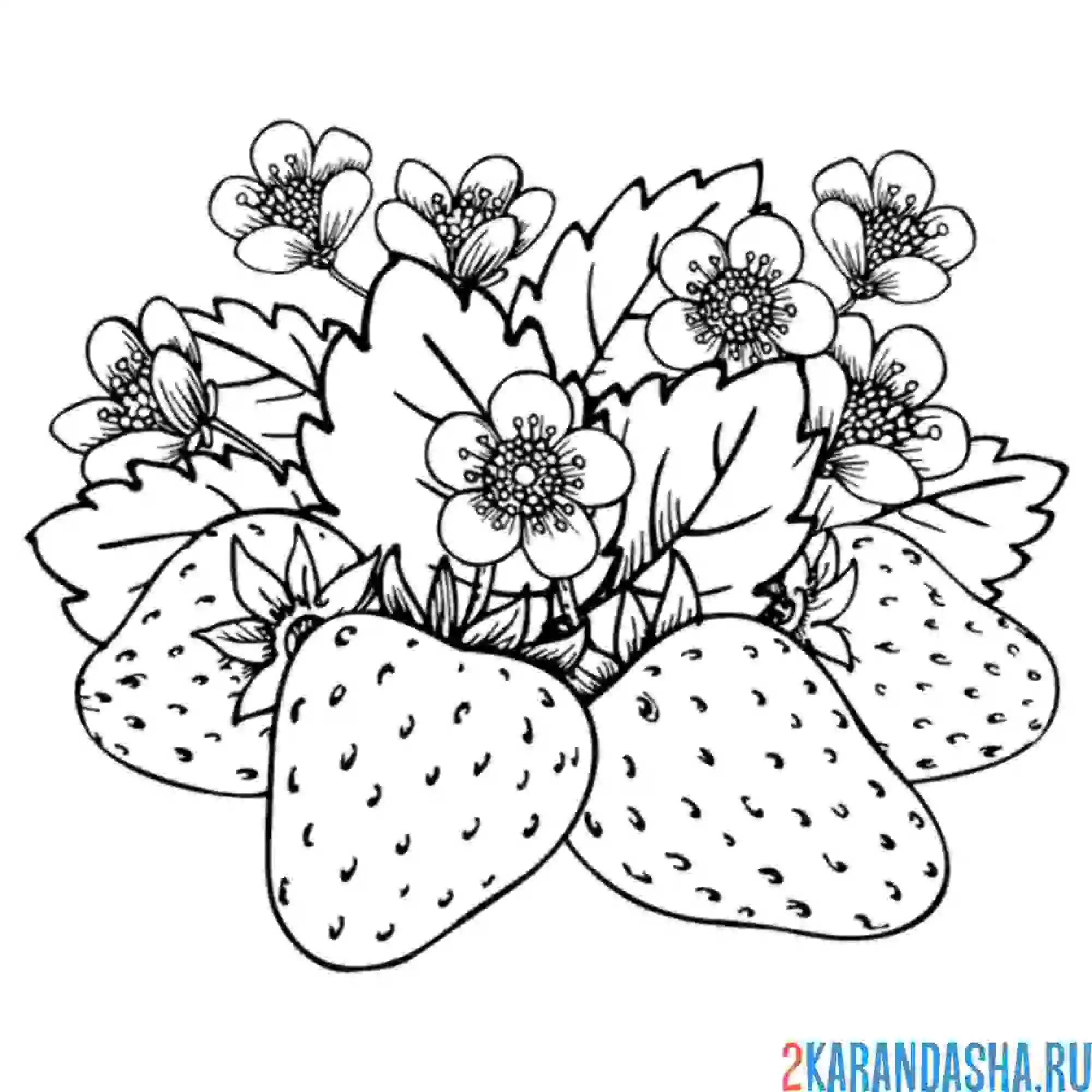 Раскраска много клубники