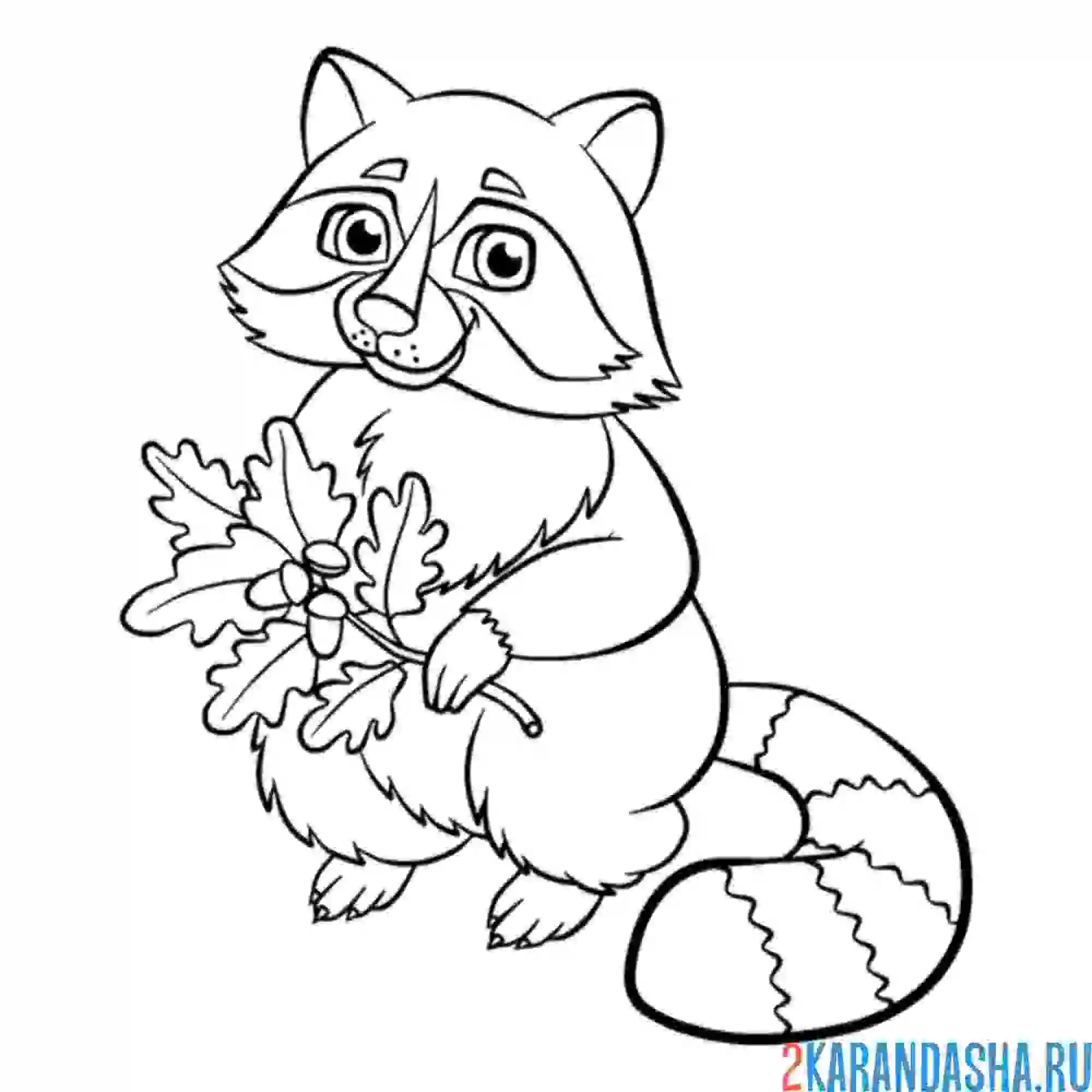 Раскраска енот с дубовыми листьями