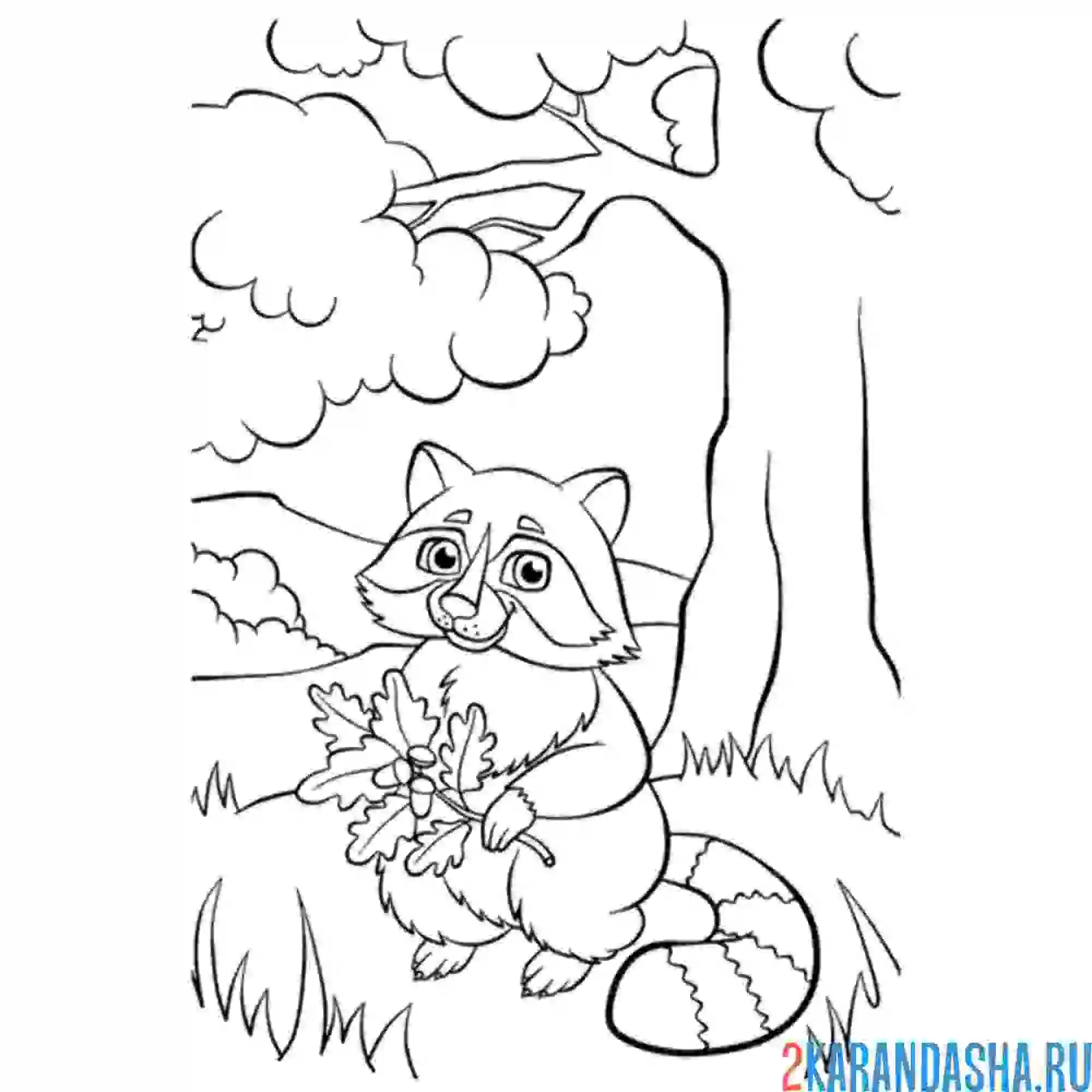 Раскраска енот в дубовом лесу
