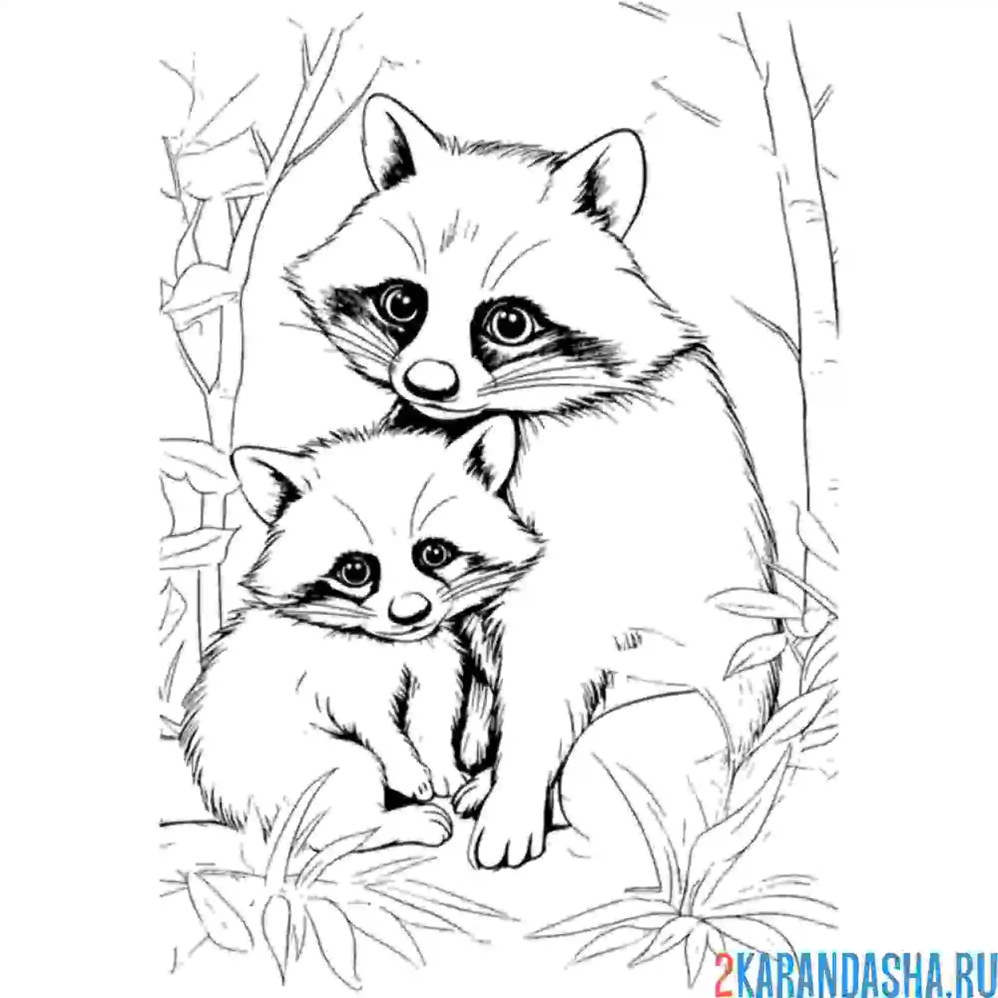 Раскраска мама енот и малыш