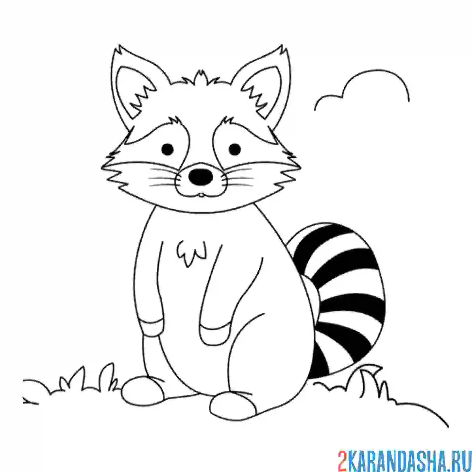 Раскраска одинокий енот