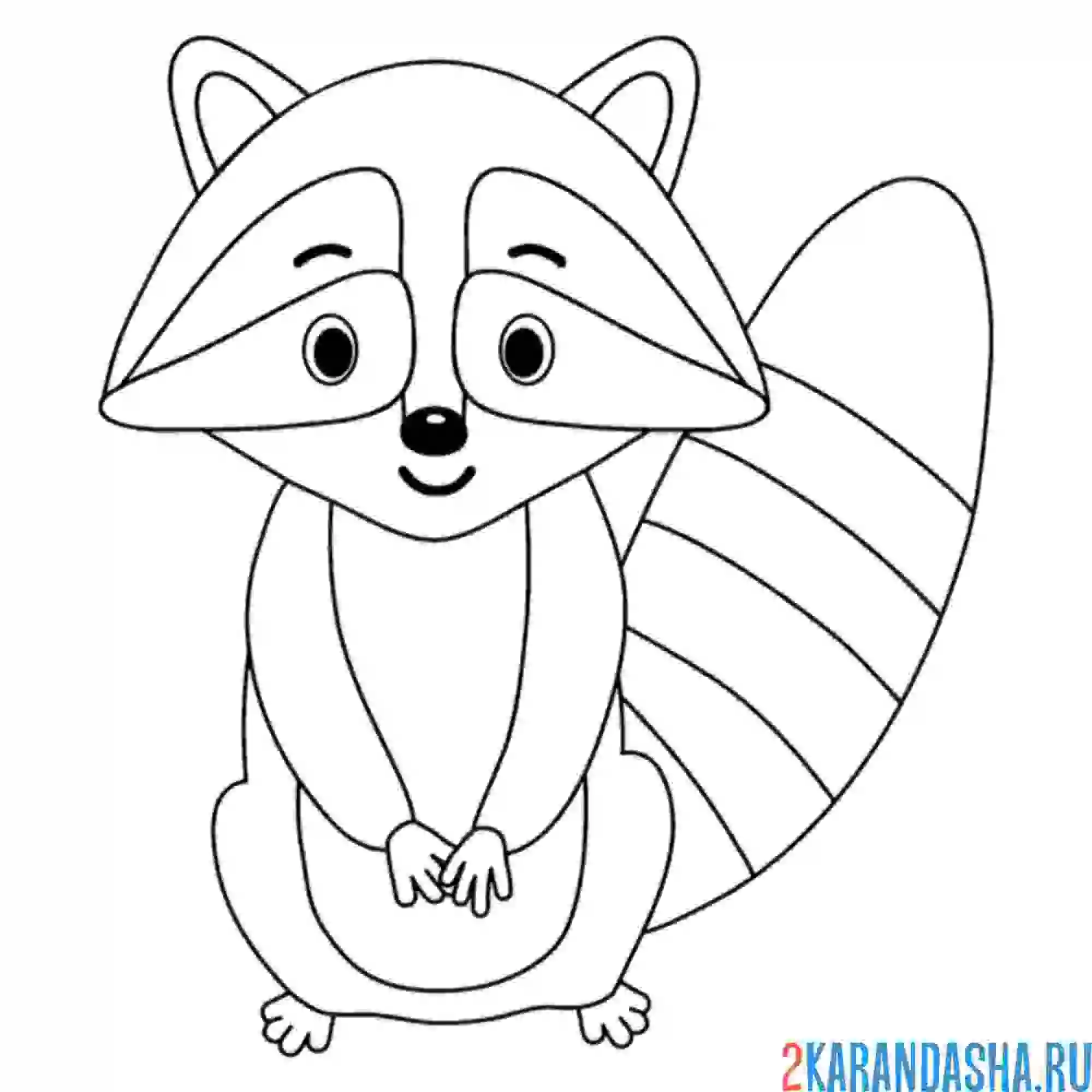 Раскраска скромный енот