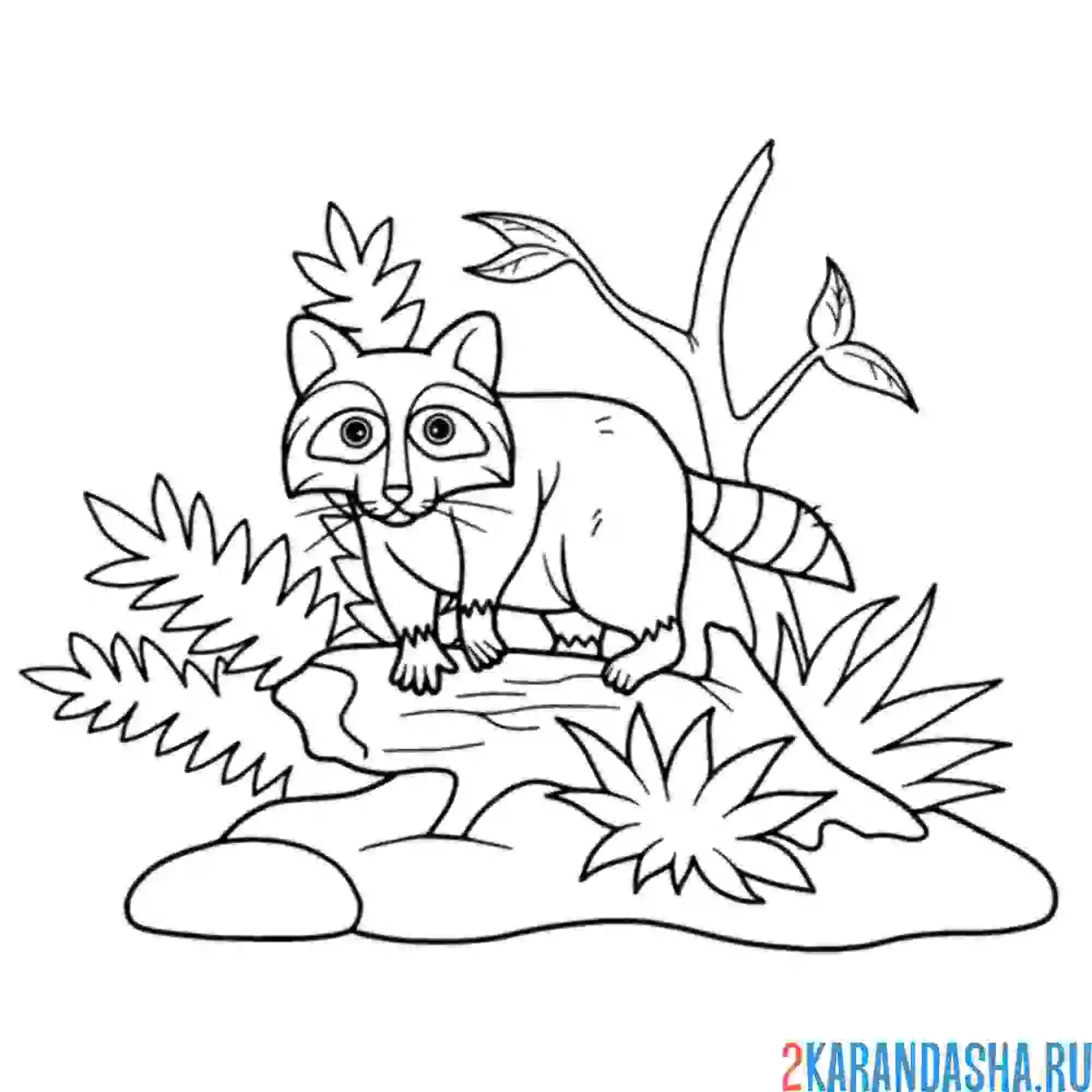 Раскраска енот на камне