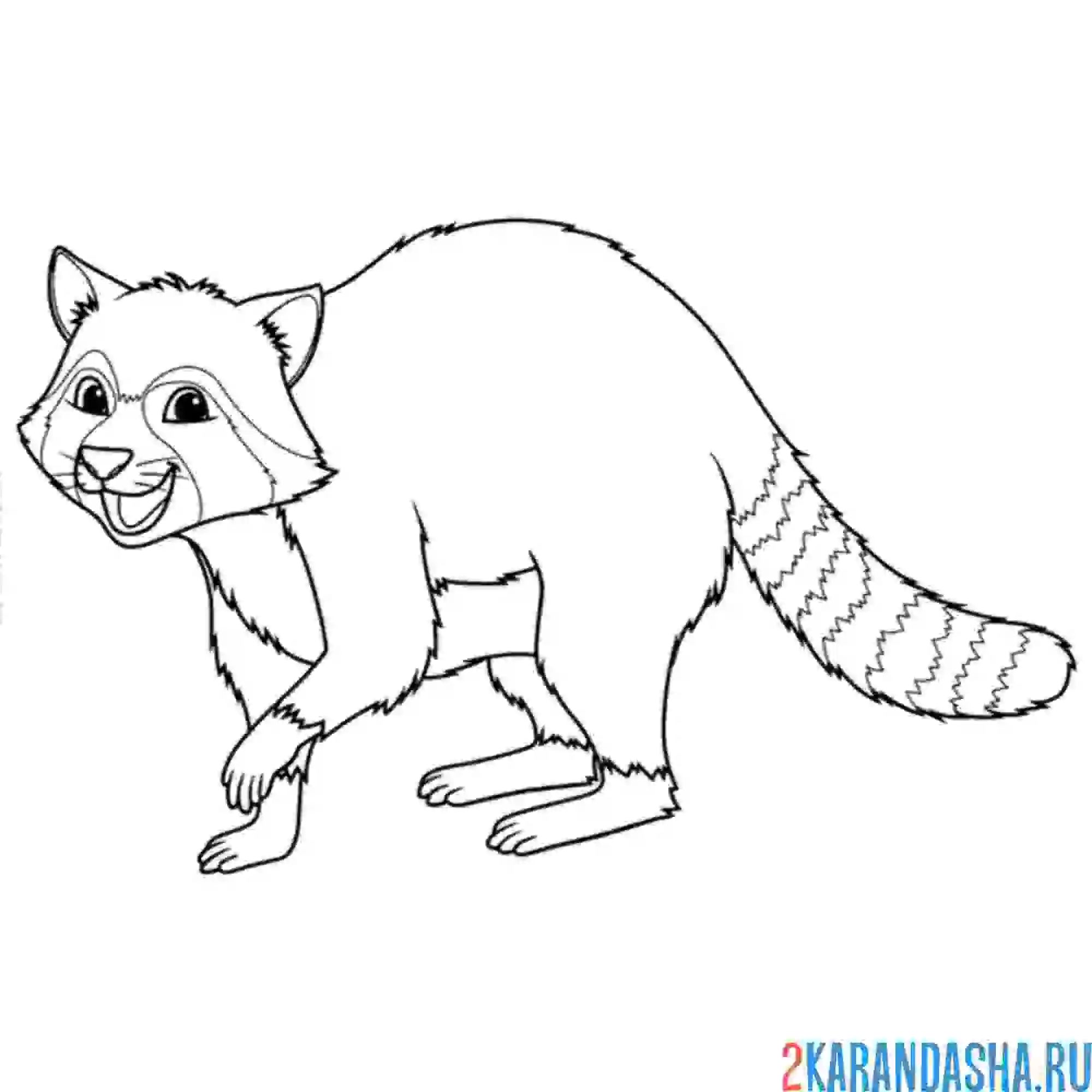 Раскраска енот настоящий