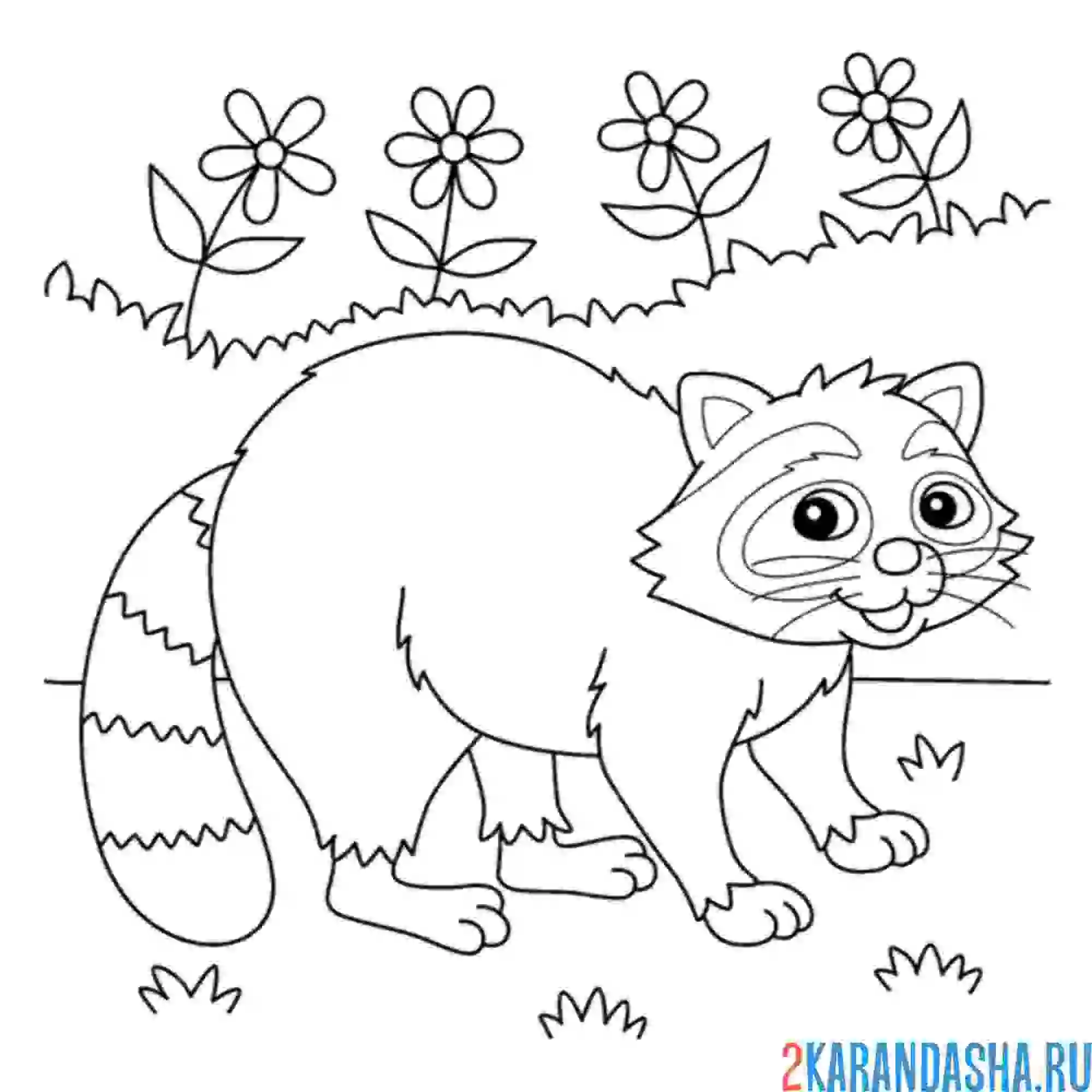 Раскраска енот гуляет