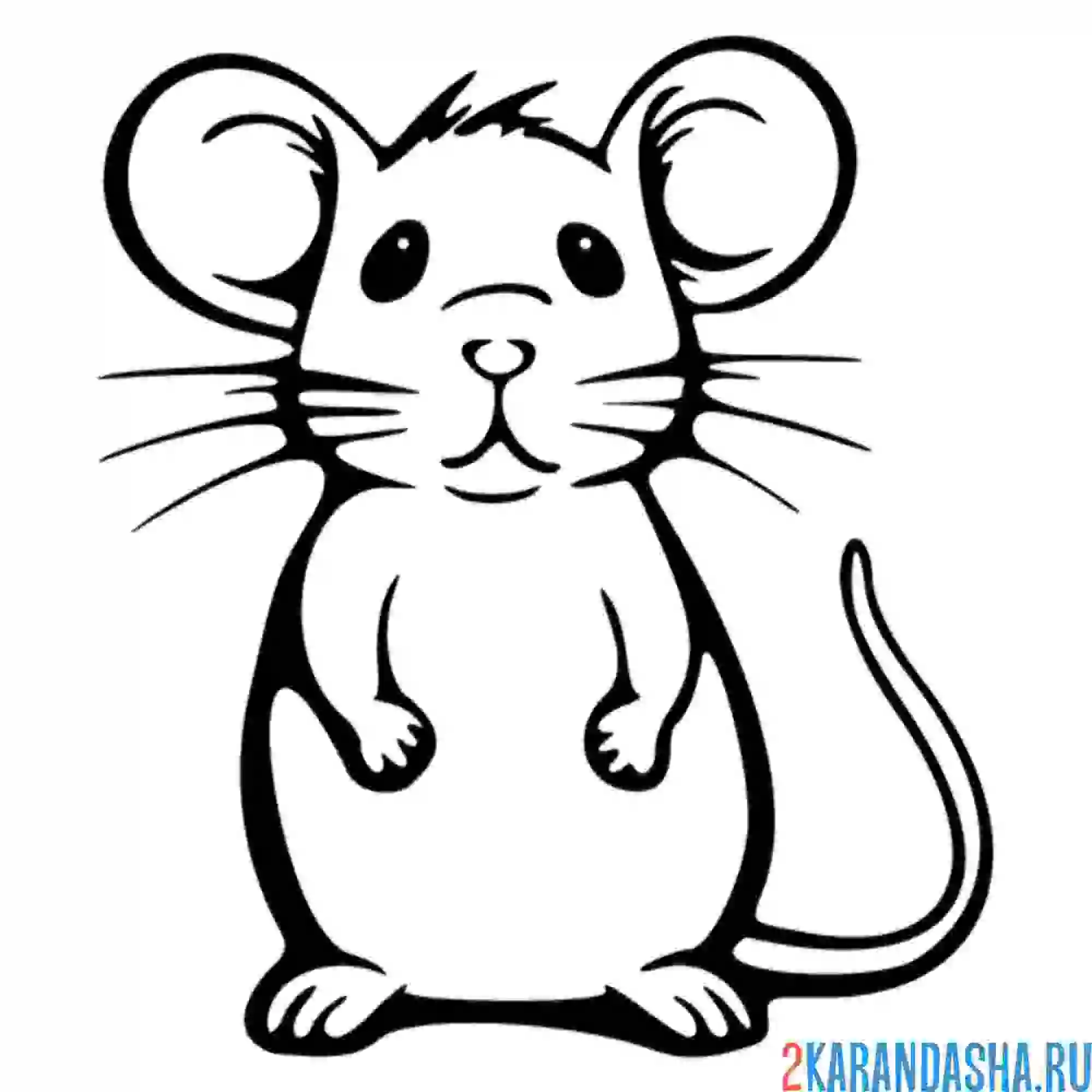 Раскраска серая мышь