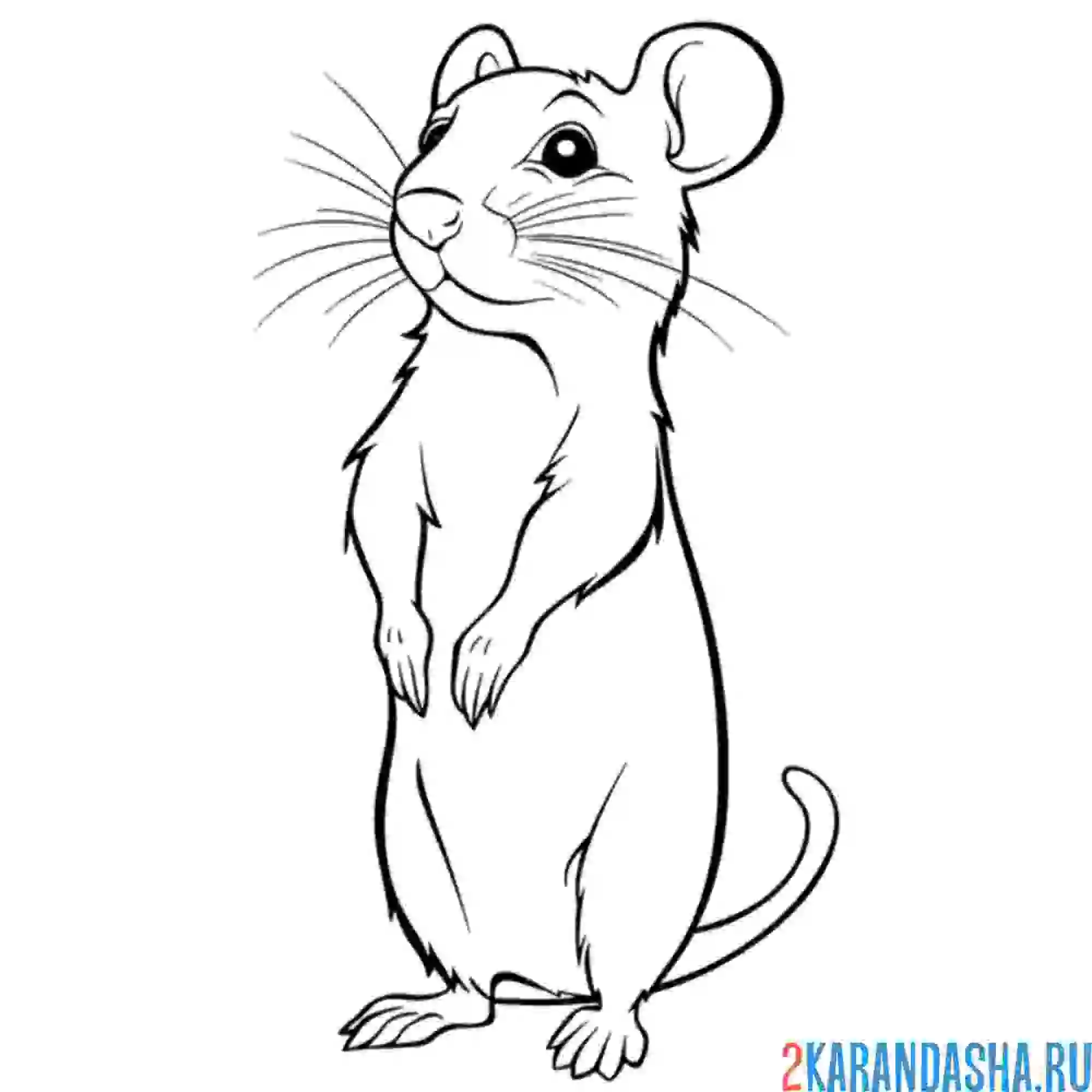 Раскраска мышь настоящая