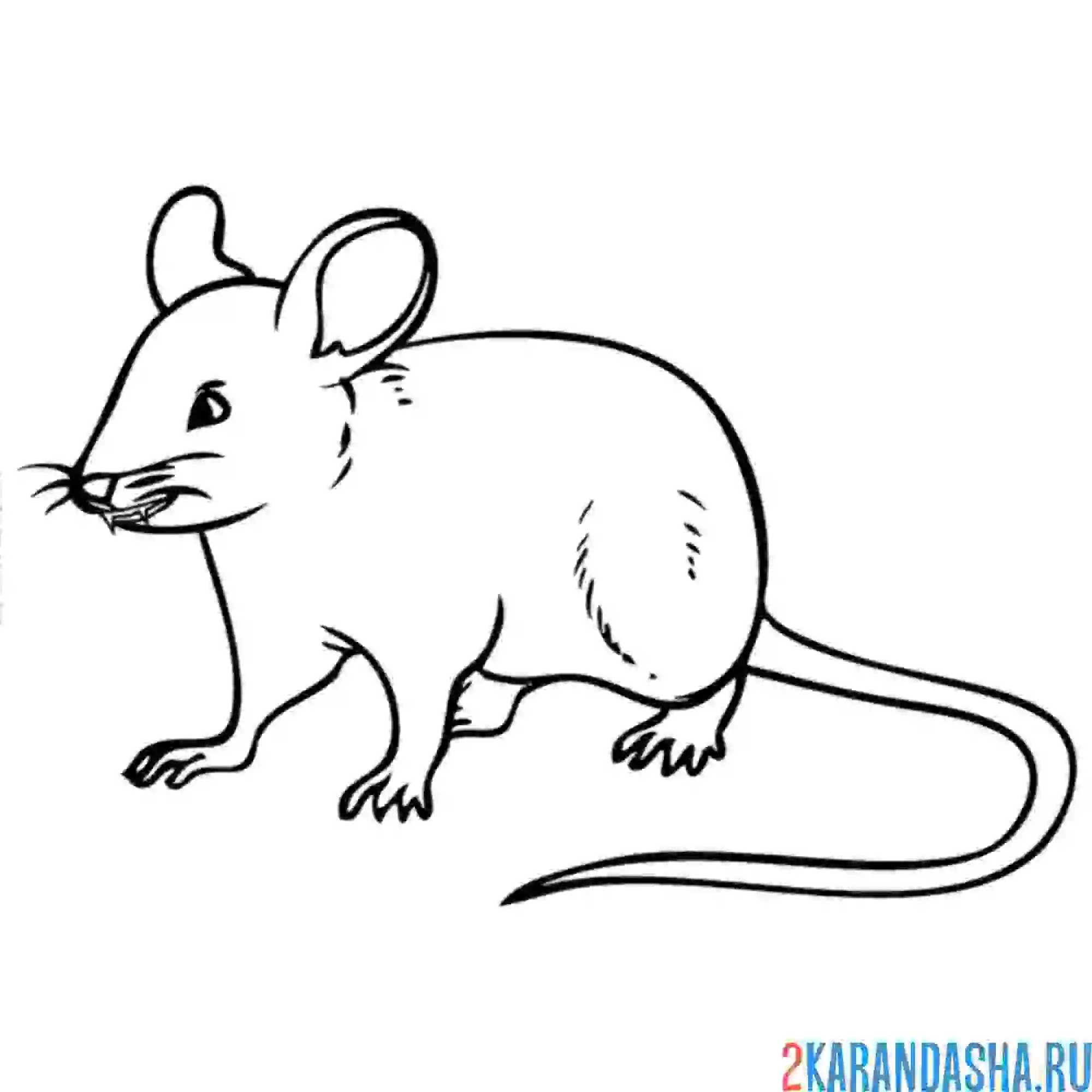 Раскраска настоящая мышь