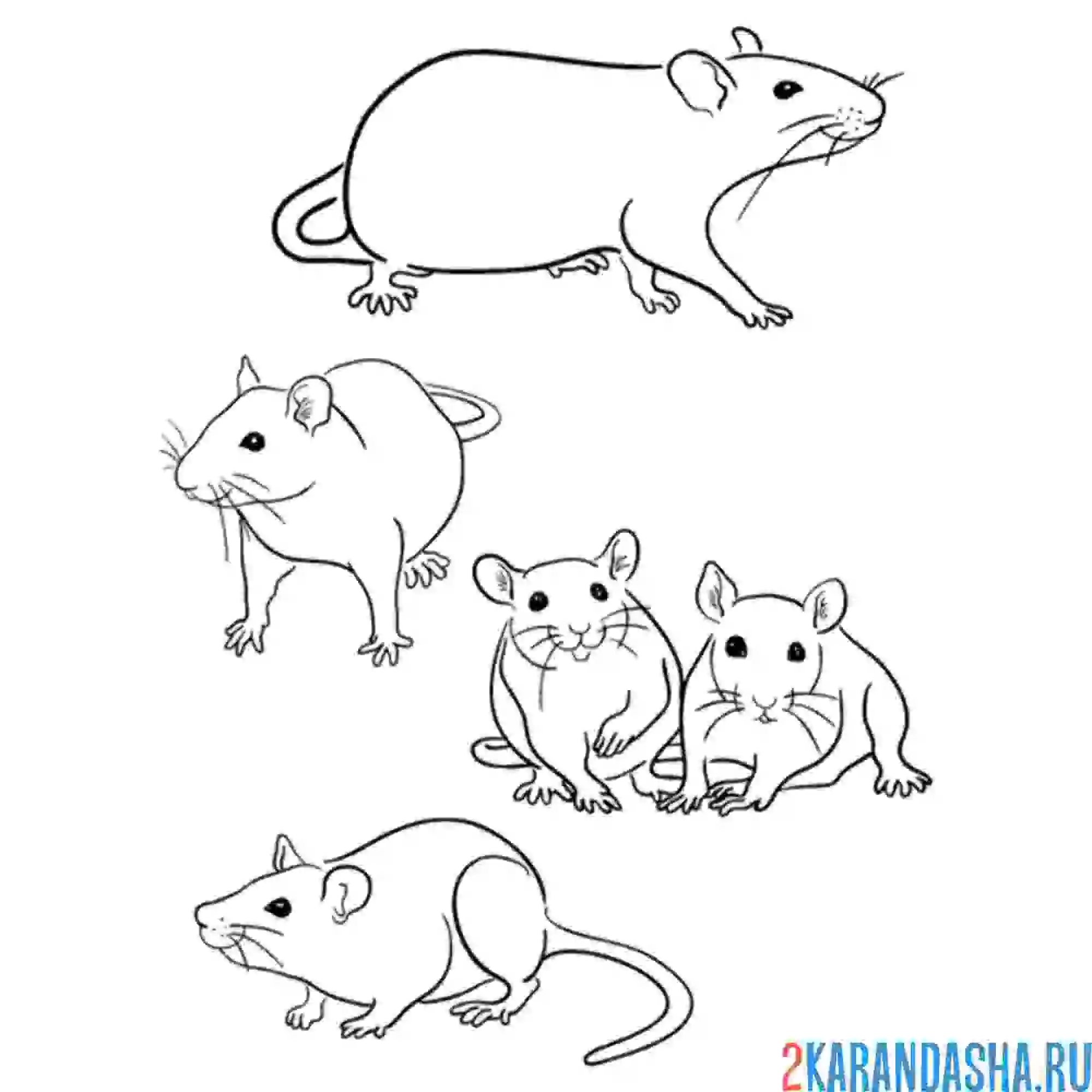 Раскраска много мышей