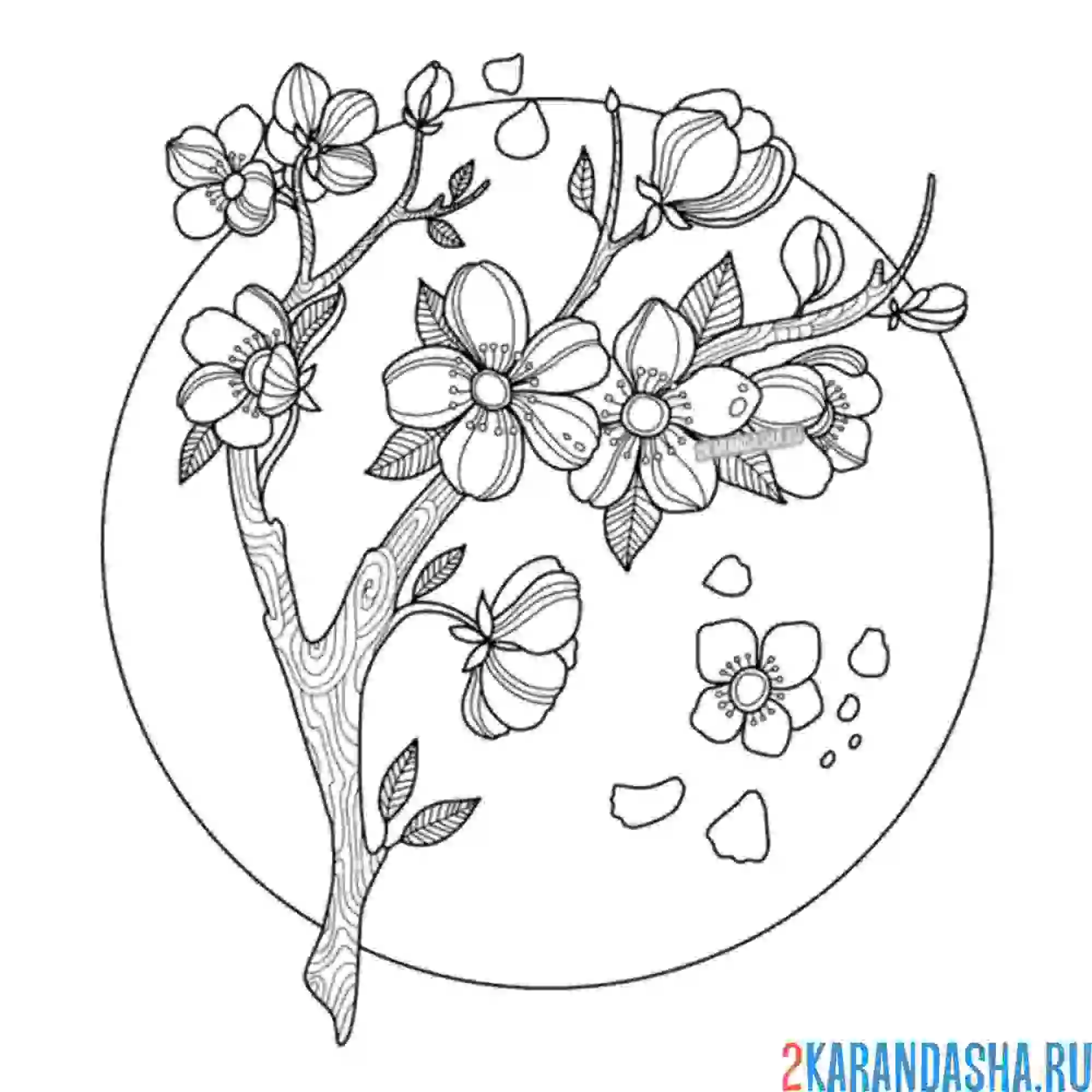 Раскраска цветущая веточка