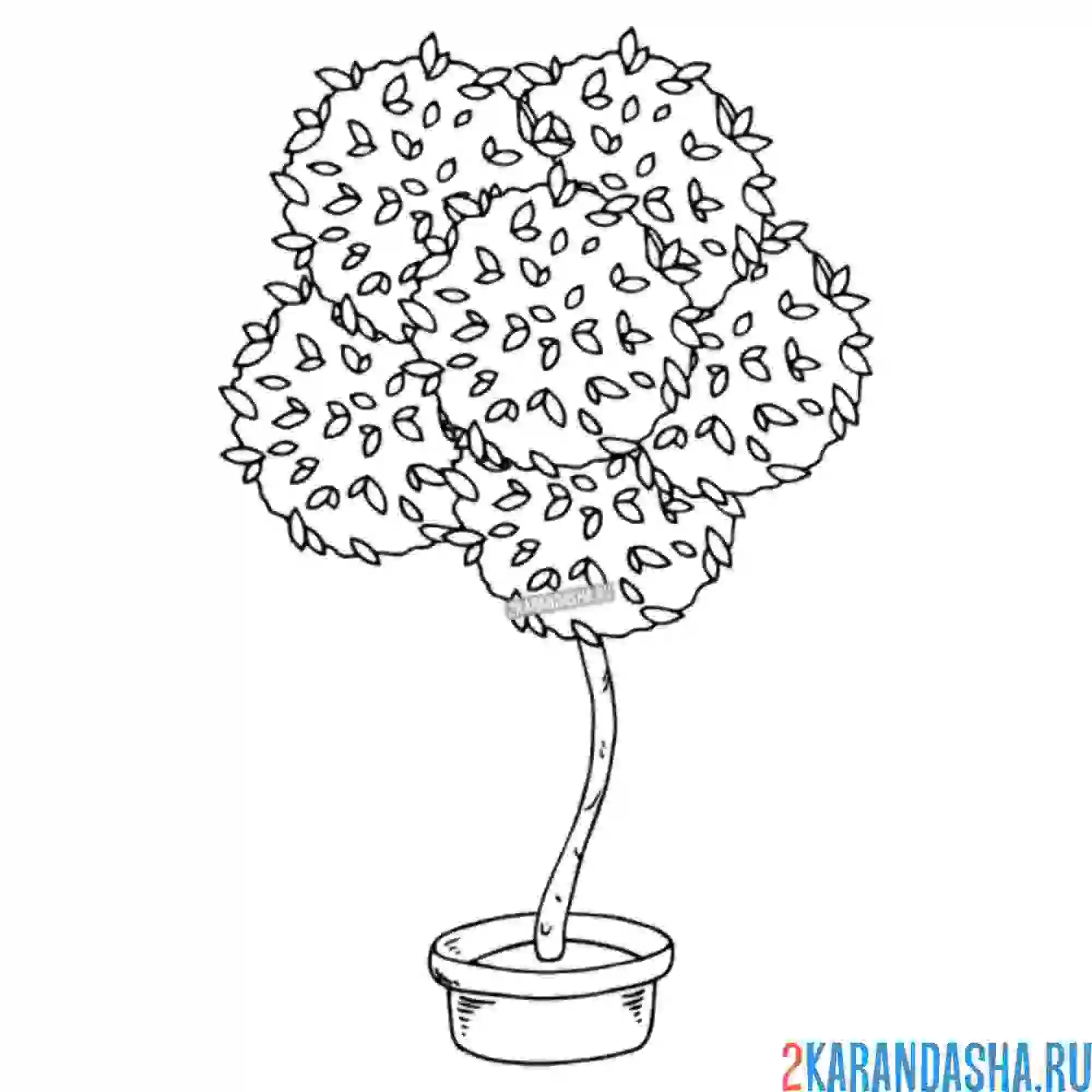 Раскраска дерево в горшке