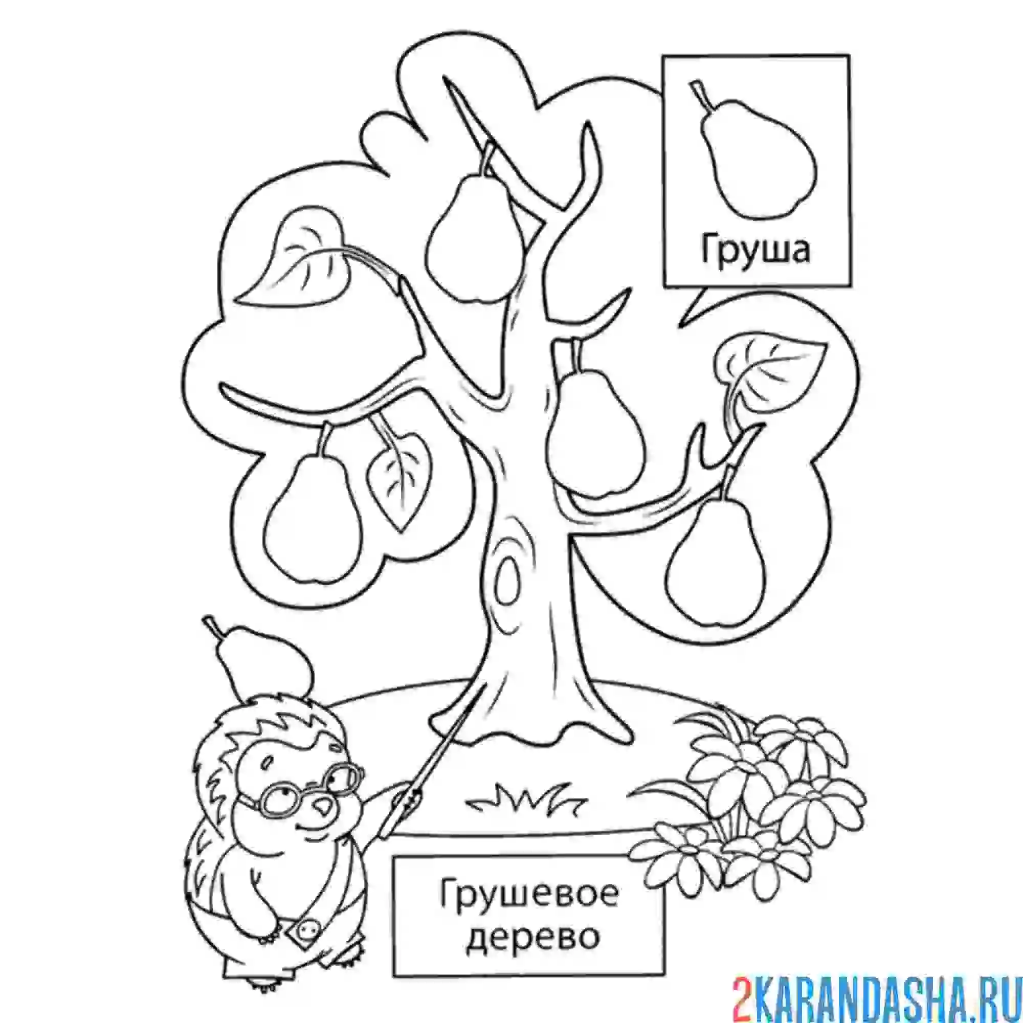 Раскраска грушевое дерево
