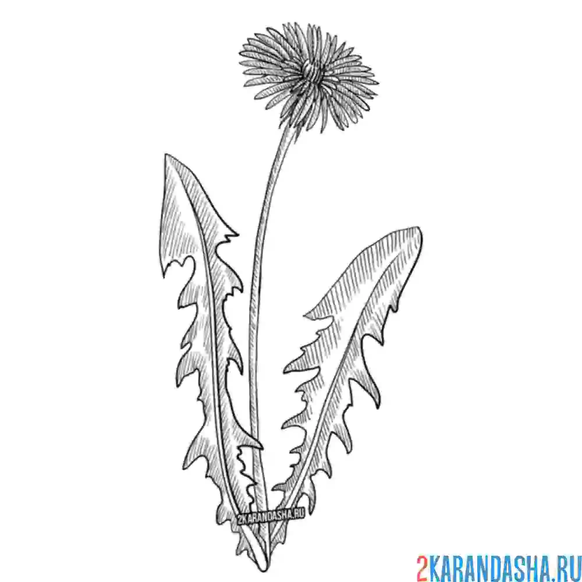 Раскраска один одуванчик на поле