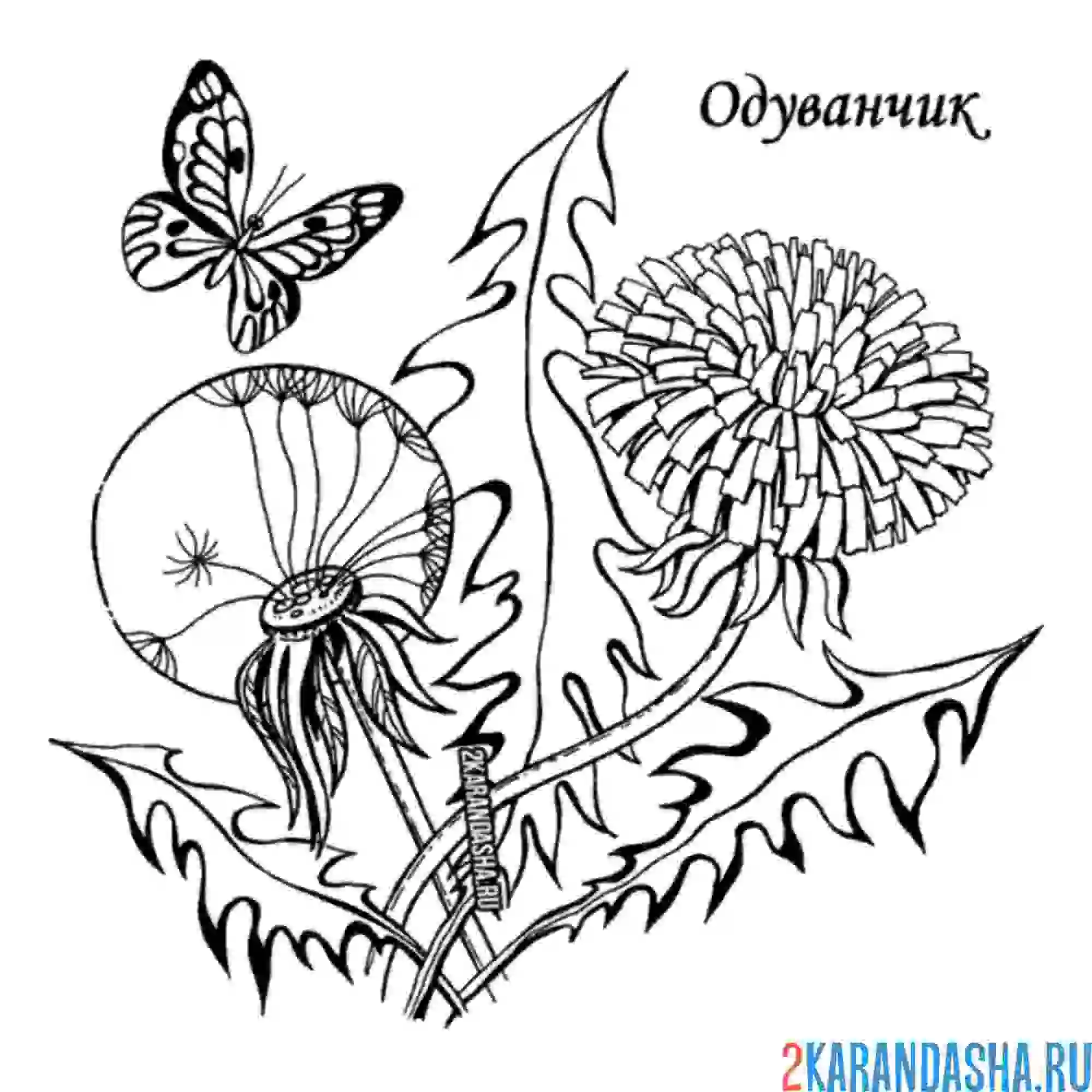 Раскраска одуванчик и бабочка