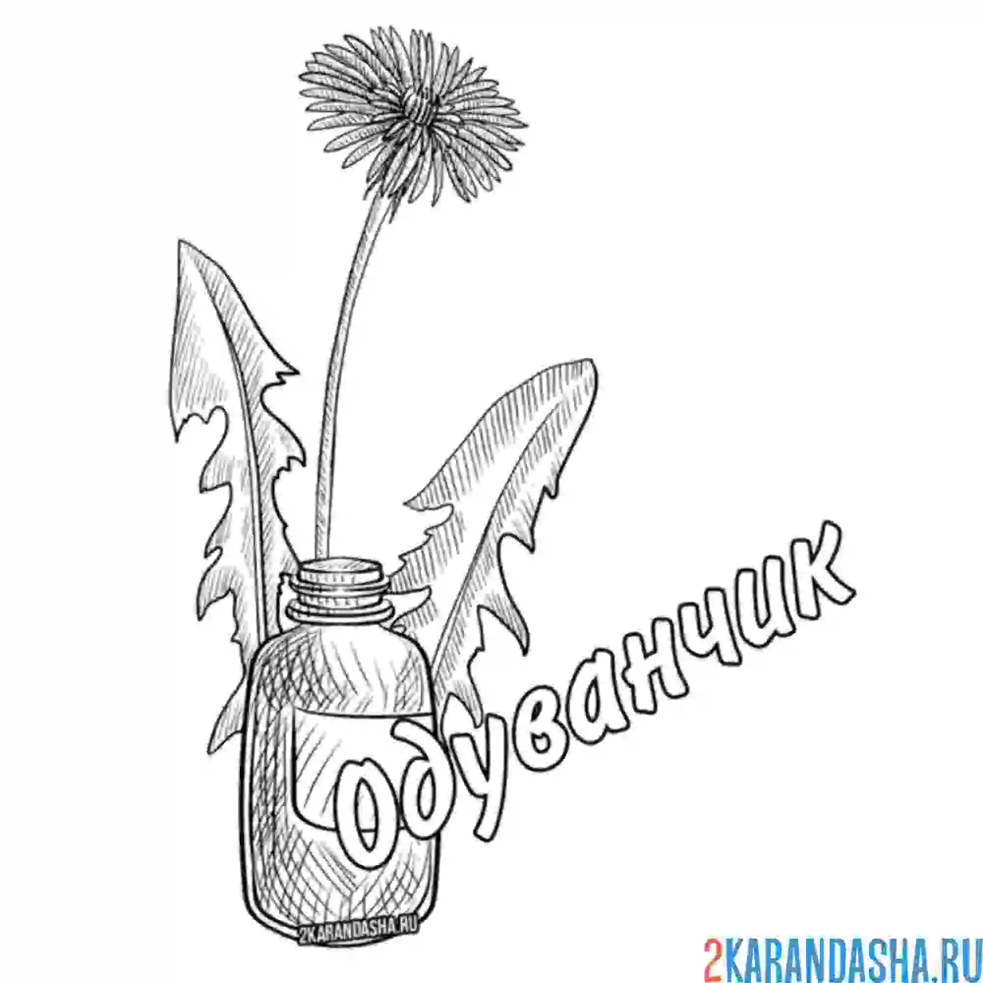 Раскраска одуванчик лекарственный