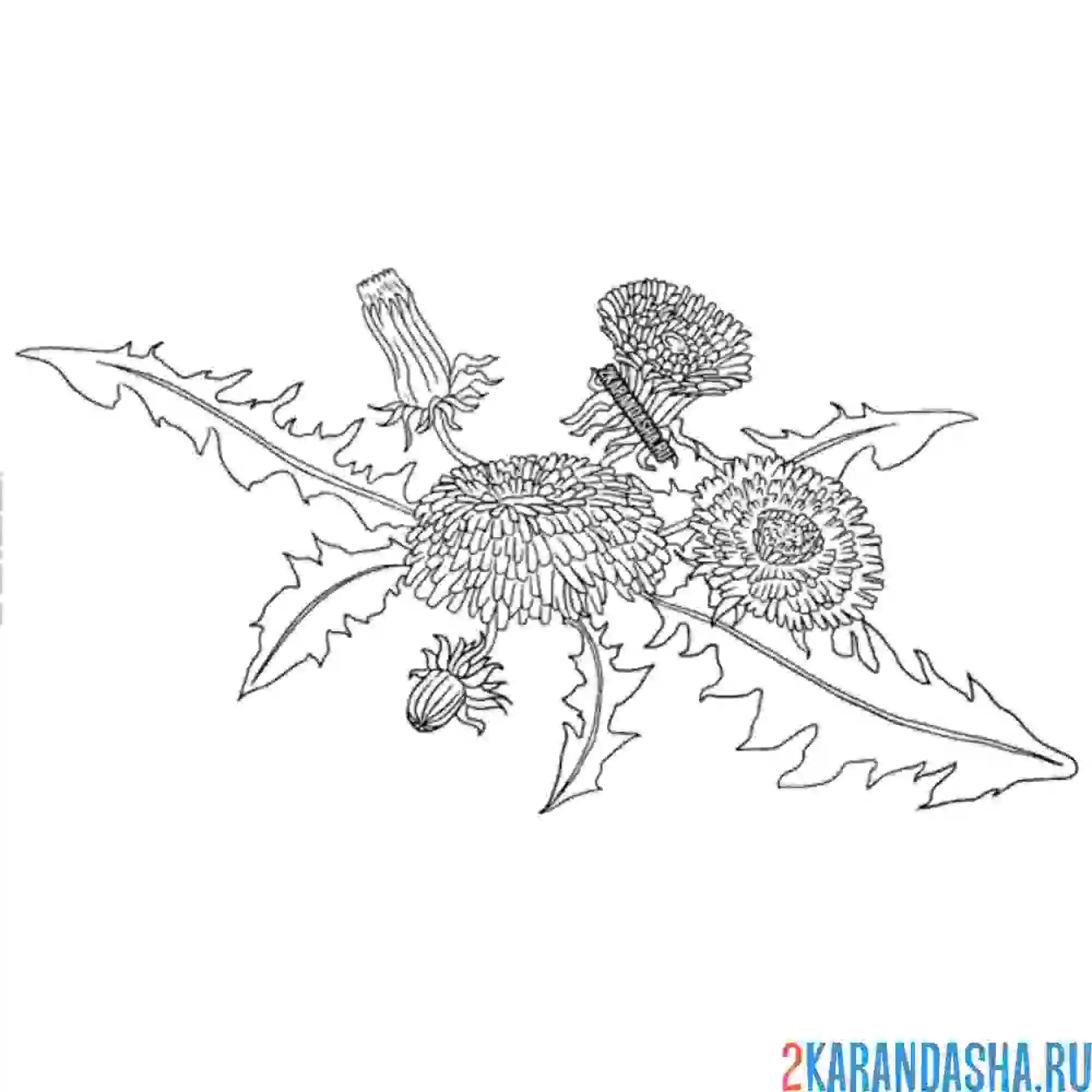 Раскраска одуванчик на земле