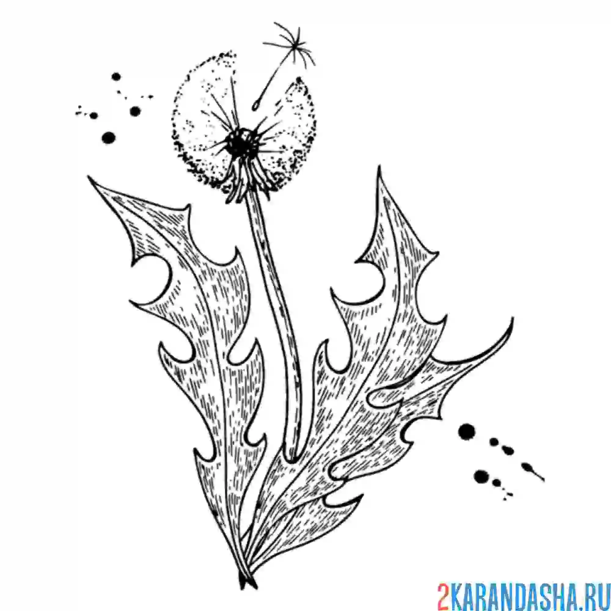 Раскраска одуванчик парашютик