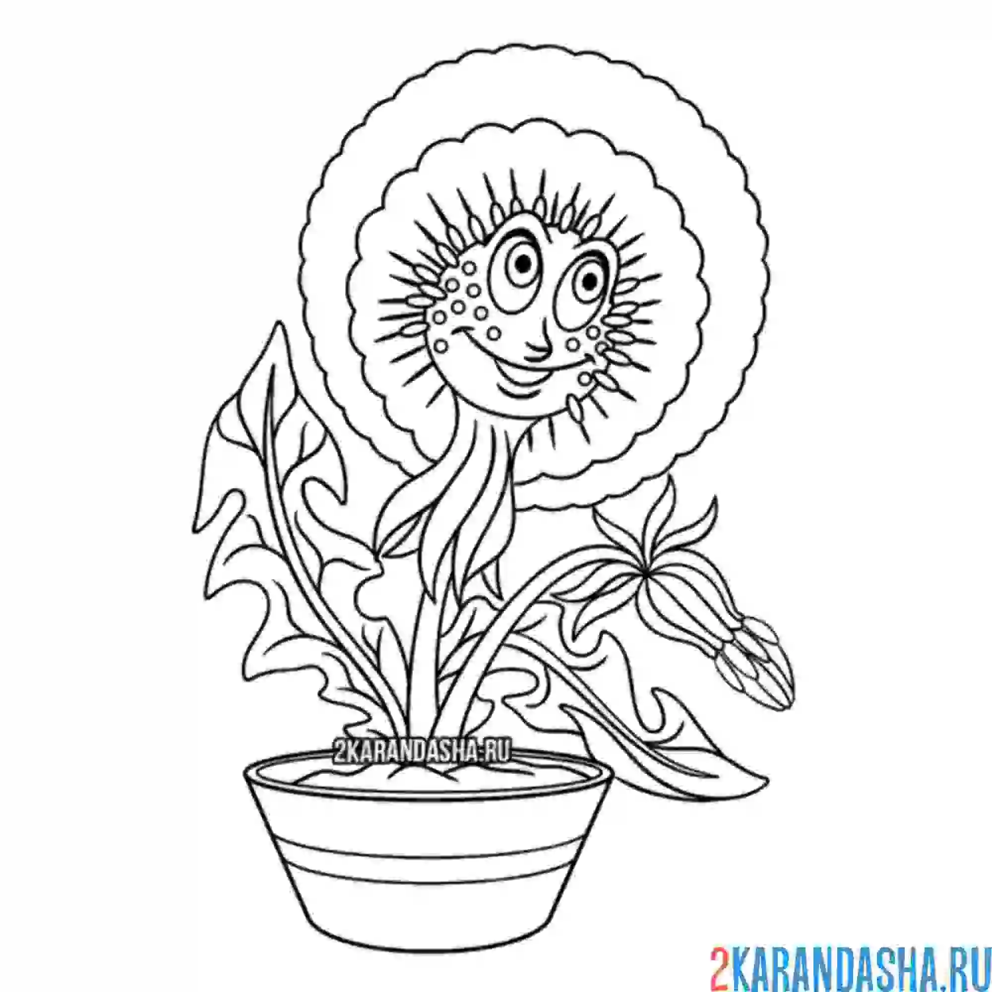 Раскраска одуванчик в горшочке