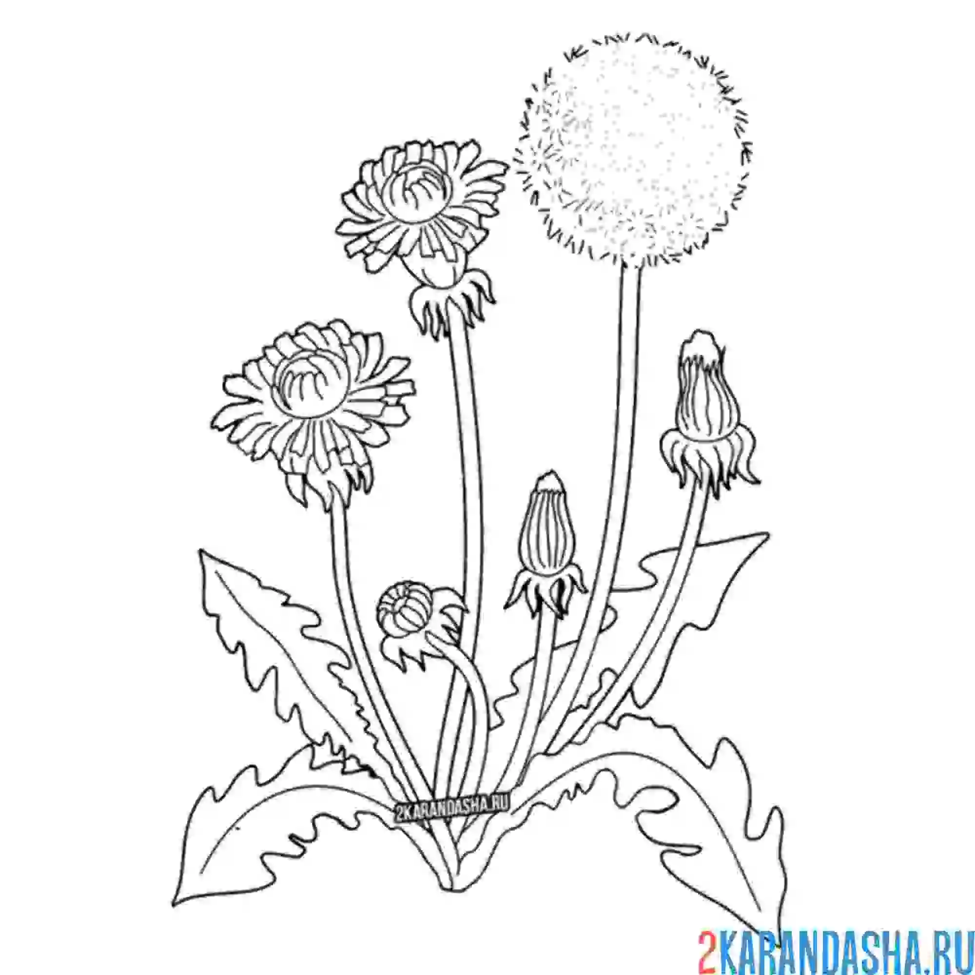 Раскраска одуванчик зонтик