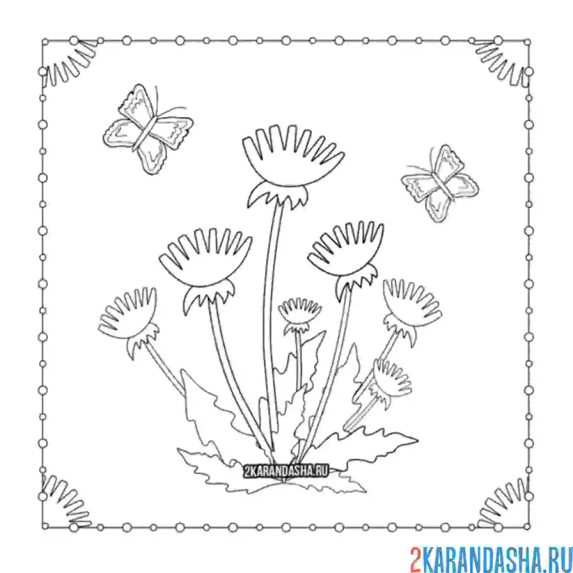 Раскраска одуванчики и бабочка