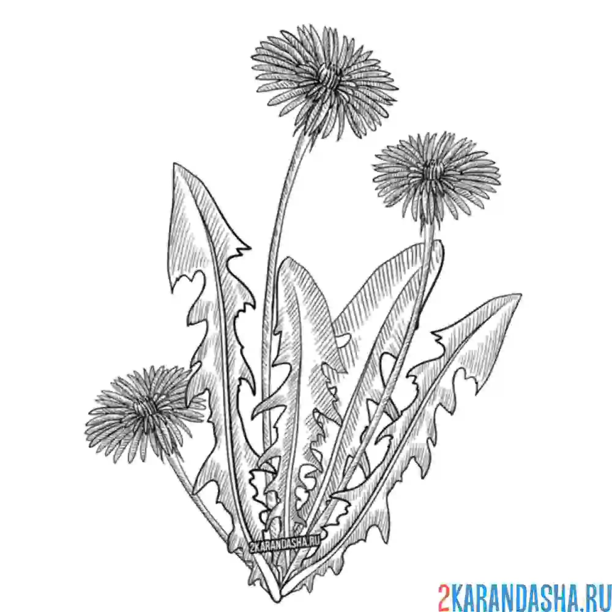 Раскраска одуванчики красавчики